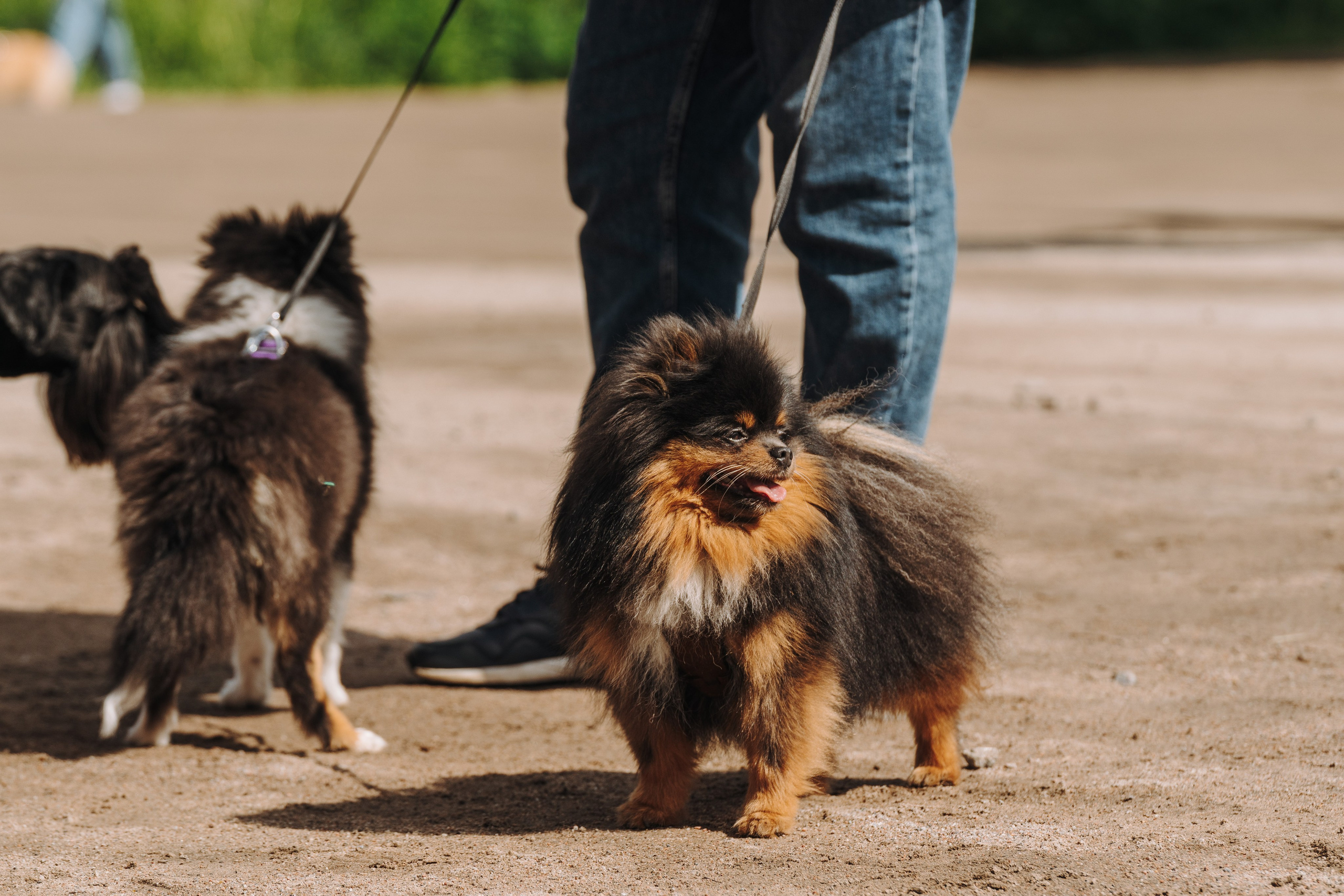 Соревнования по ноузворку. Фотограф анималист в Спб недорого Олеся Майорова
