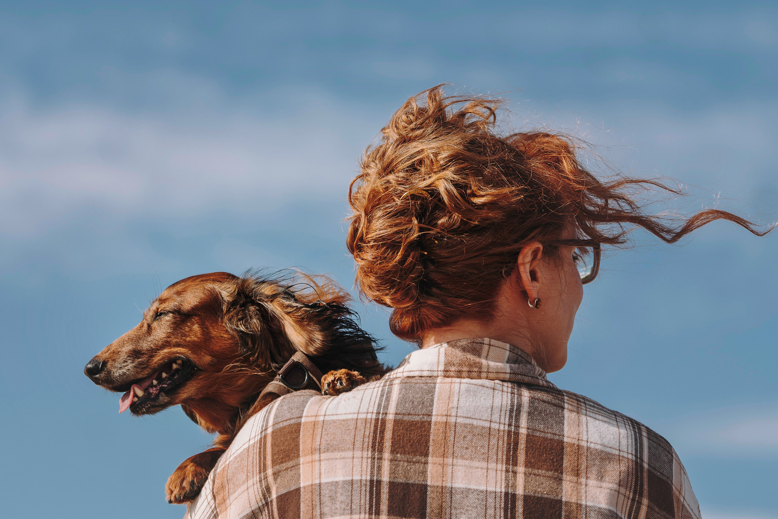 Фотосессия с длиношерстной таксой на пляжн. Фотограф анималист в Спб недорого Олеся Майорова