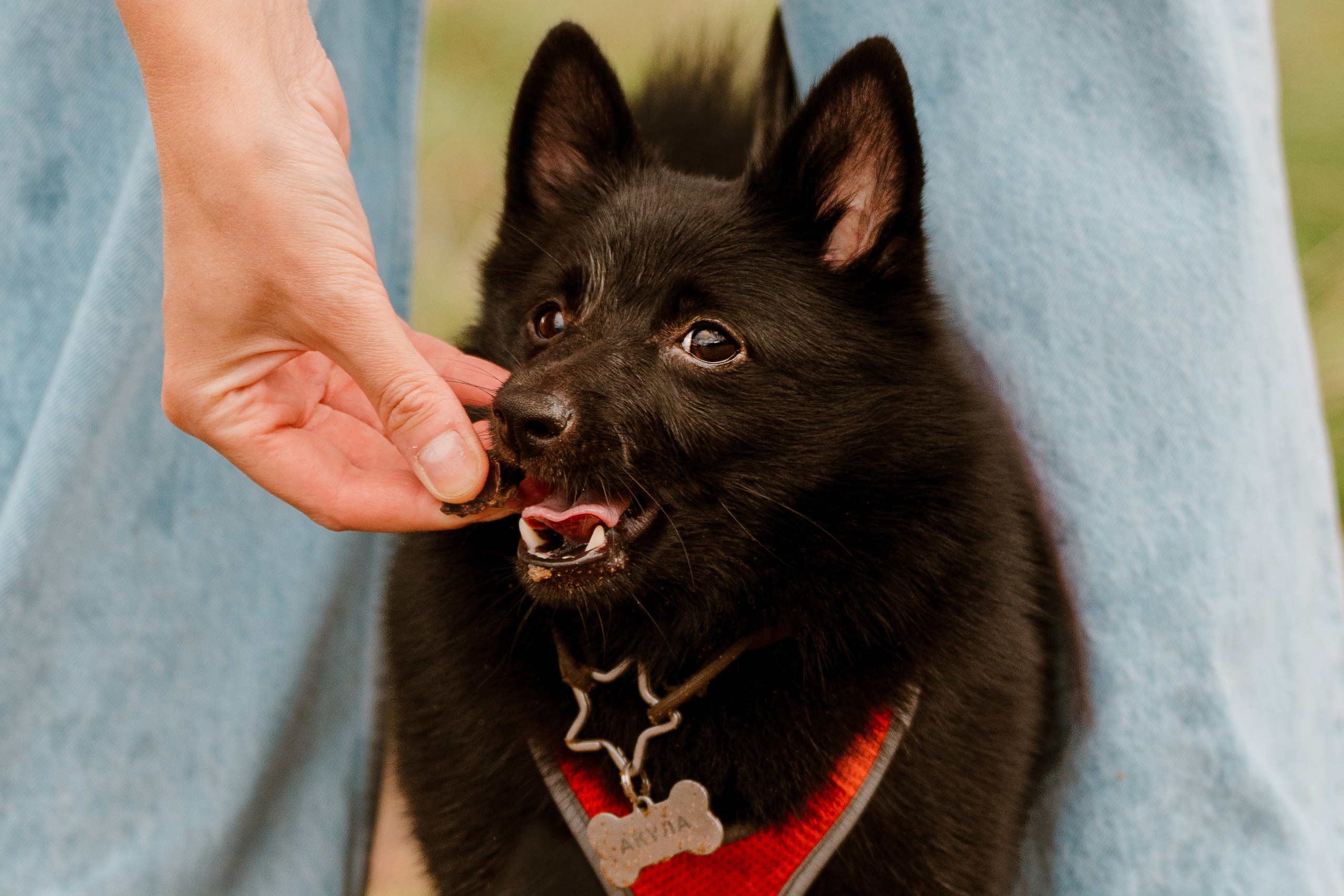 Евгения и Акула. Фотограф анималист в Спб недорого Олеся Майорова