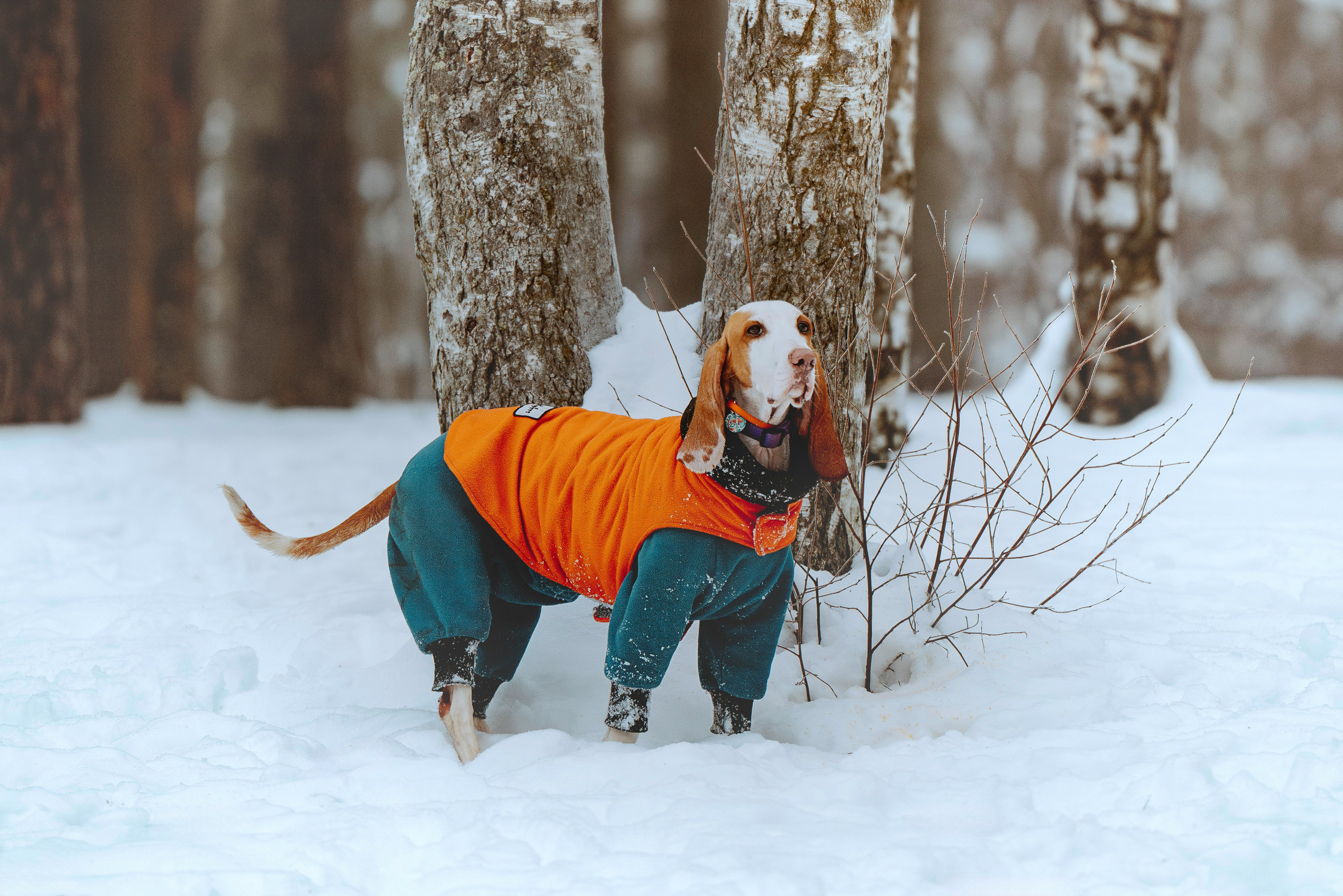 Ольга, Рора и Румпель. Фотограф анималист в Спб недорого Олеся Майорова