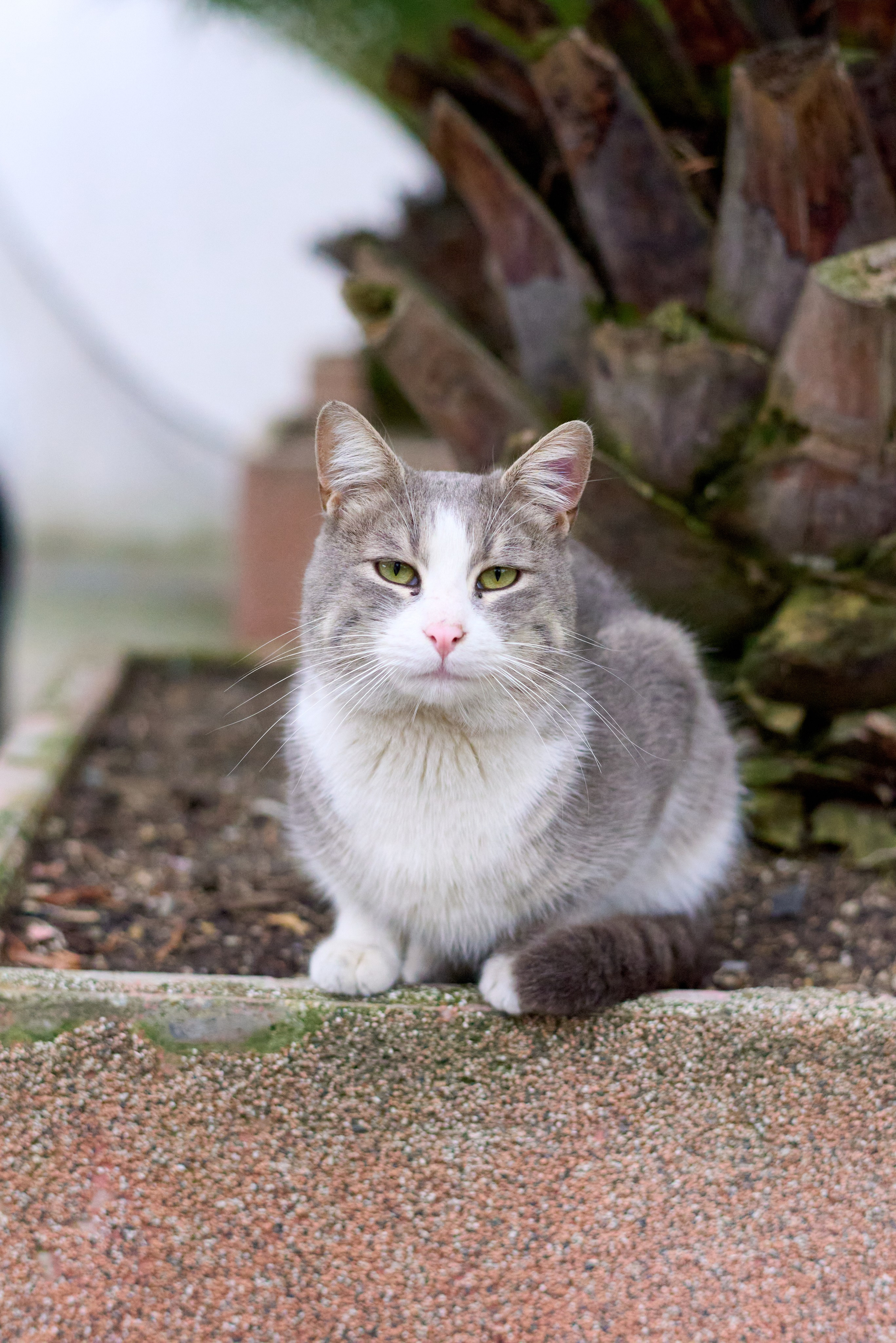 КиВиН-2025. #спецкорНвер