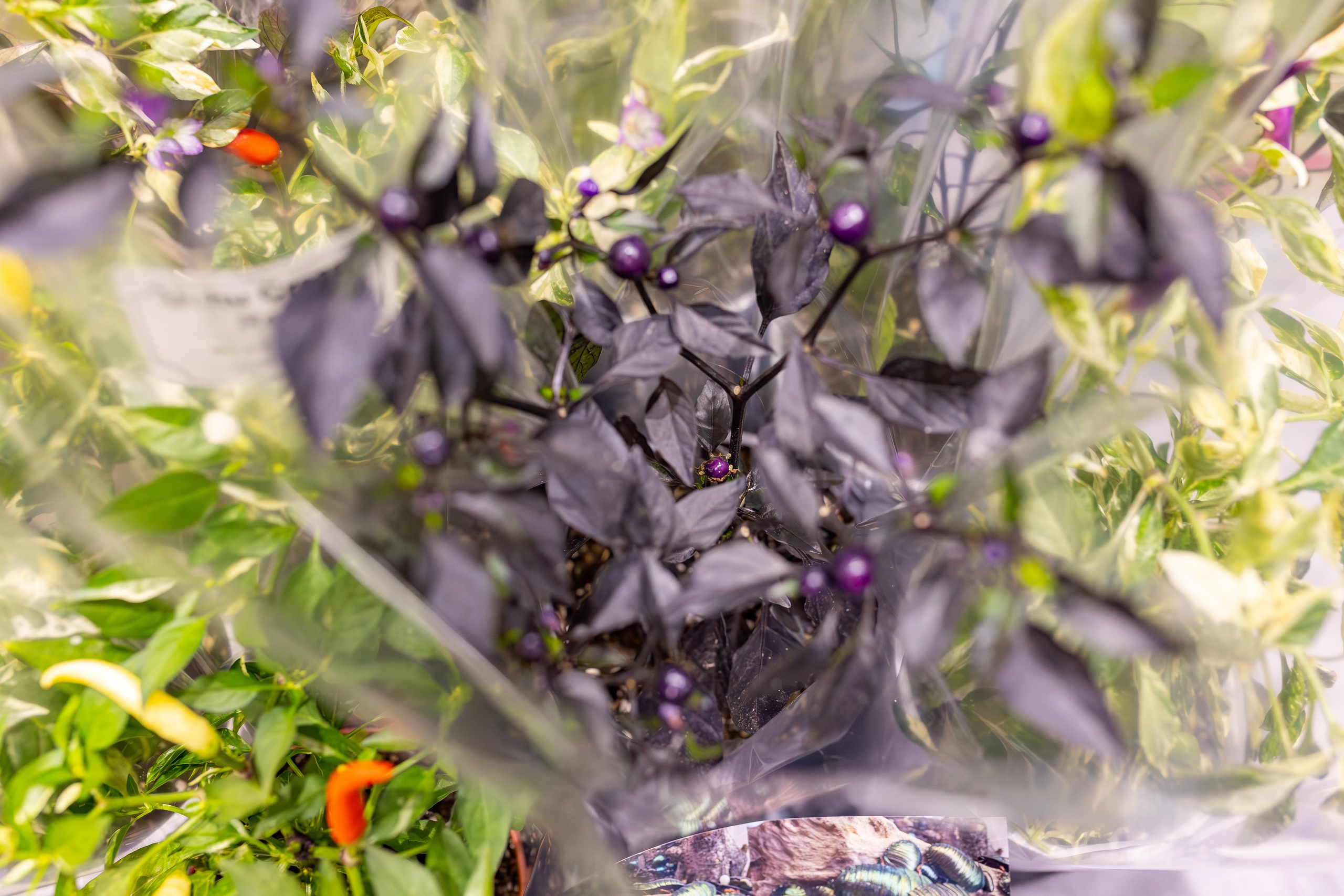 Орхидиум сентябрь 2025. Александра Куликова фотограф, Москва