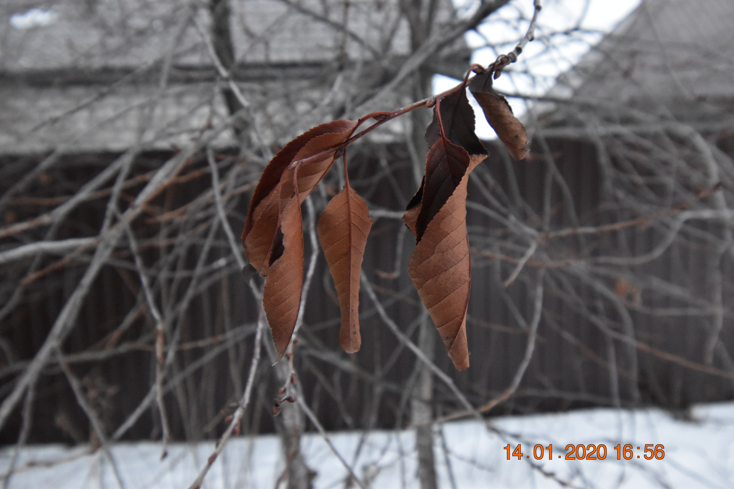 Все что тронуло, миниатюры. Созерцатель. фотографирую что тронуло и впечатлило. самарская область
