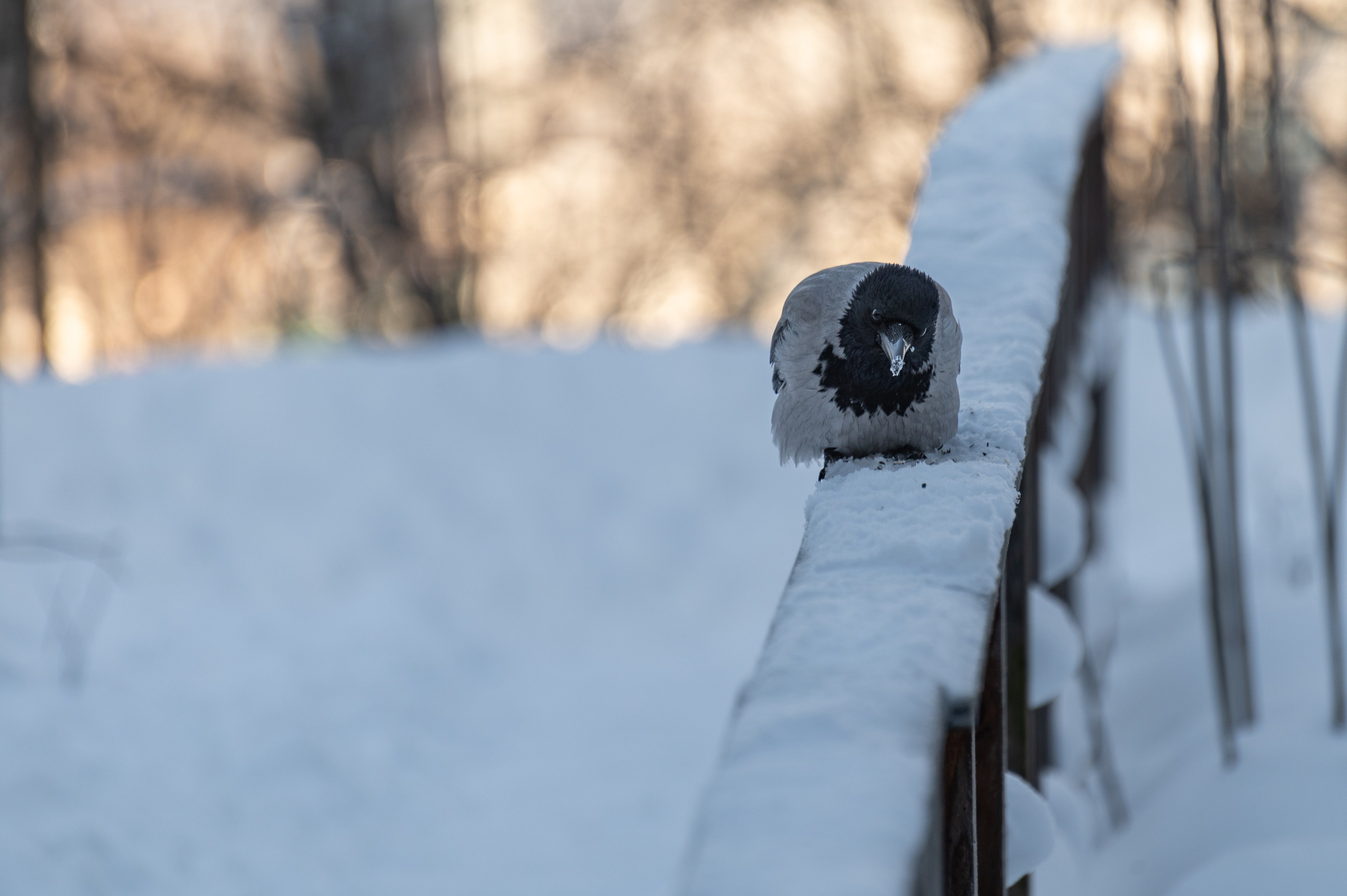 20240120 Воробьёвы горы. Дмитрий Ремизов. Фотография, как хобби