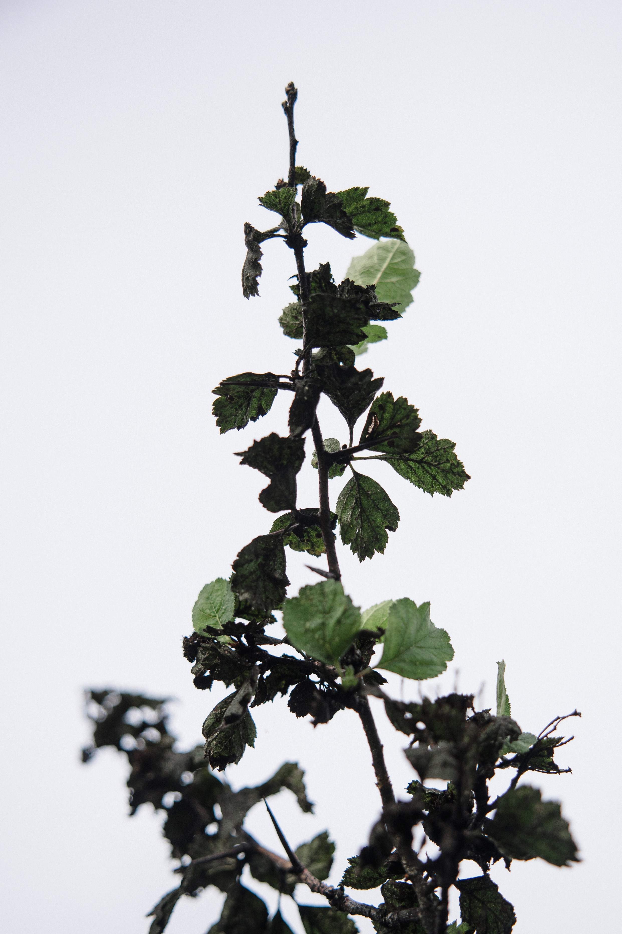 Марина. Свадебный фотограф в Иваново Гитарина Черняева