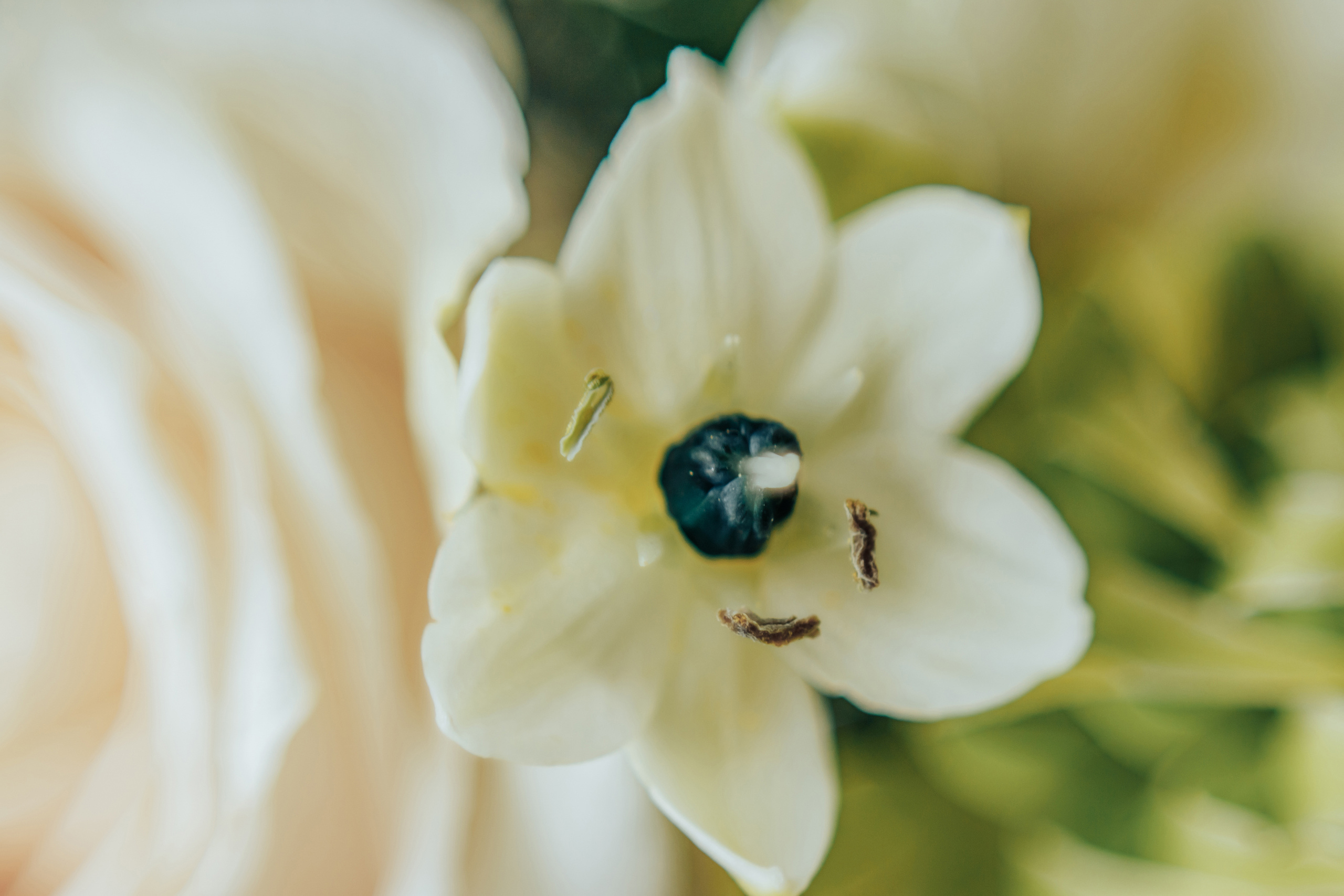 Милана и Дмитрий. Светлана Иванова - профессиональный фотограф