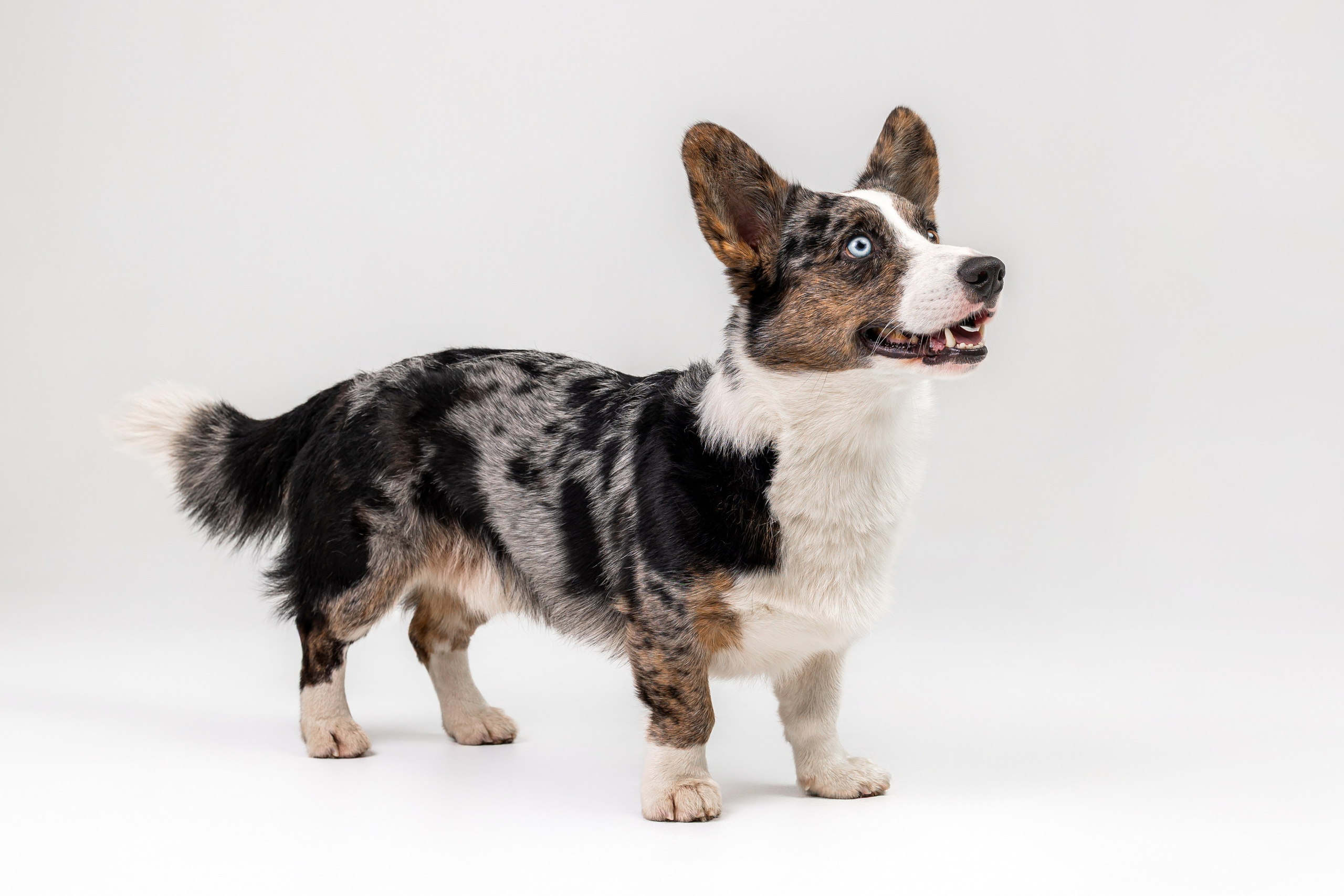 Анатолий и Рагнар