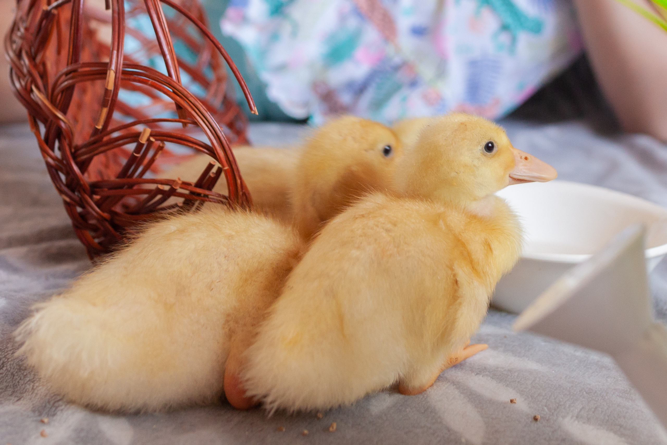 Утята и цыплята. Фотограф Татьяна Воронова, Детские и Семейные фото