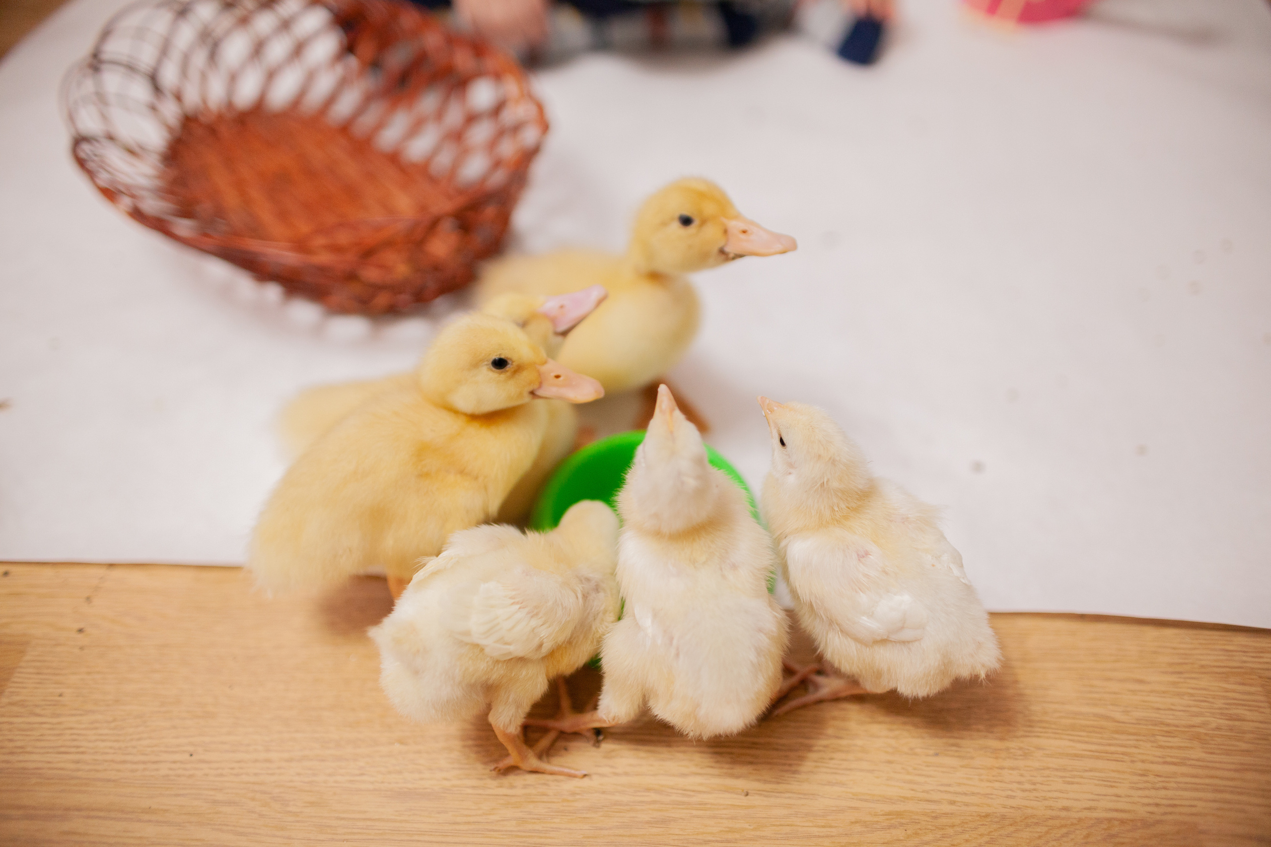 Утята и цыплята. Фотограф Татьяна Воронова, Детские и Семейные фото