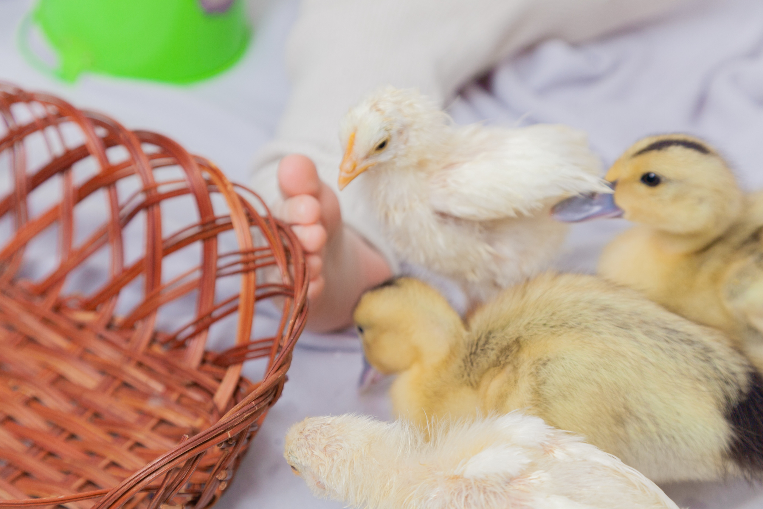 Утята и цыплята. Фотограф Татьяна Воронова, Детские и Семейные фото