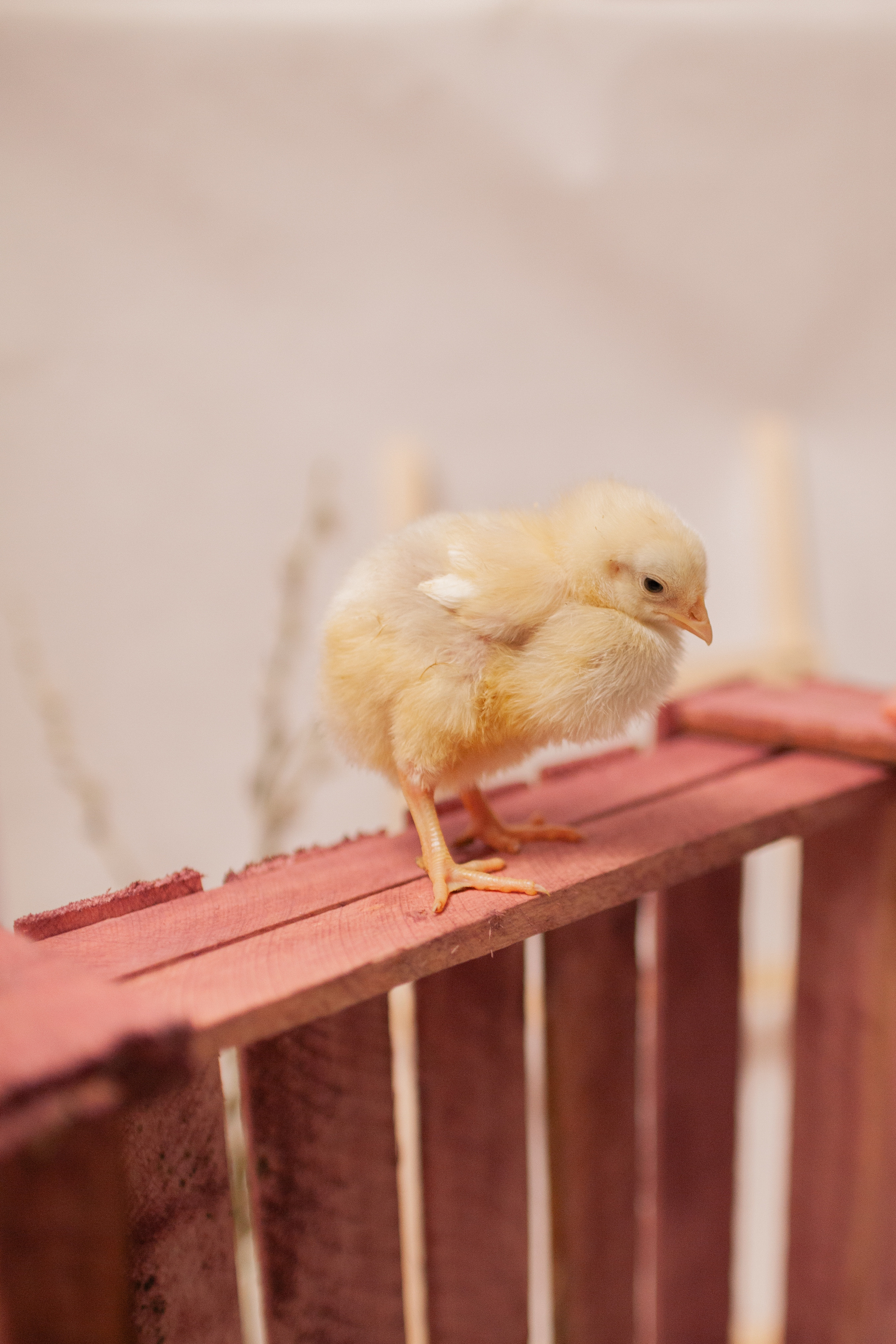 Утята и цыплята. Фотограф Татьяна Воронова, Детские и Семейные фото