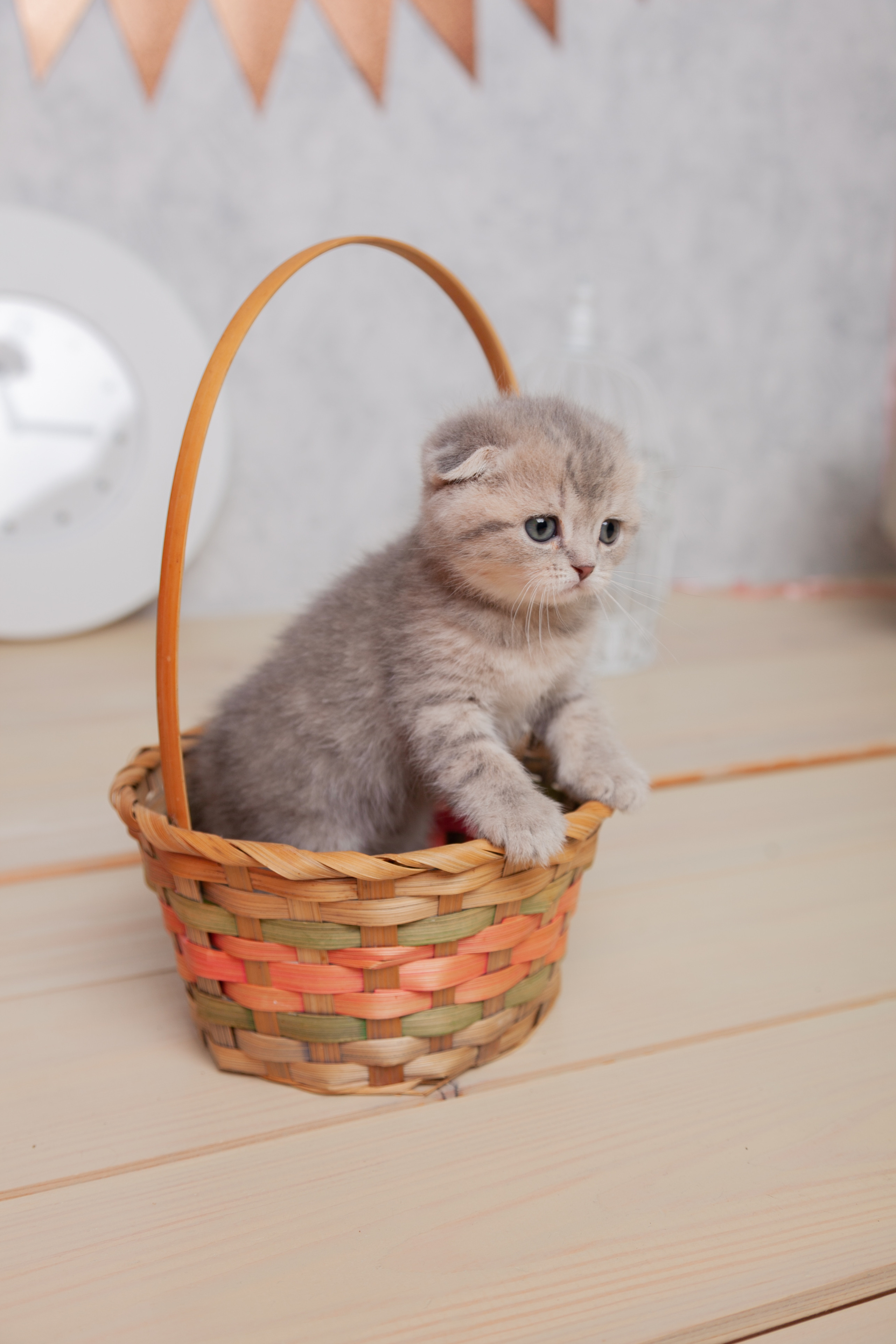 Котики. Фотограф Татьяна Воронова, Детские и Семейные фото