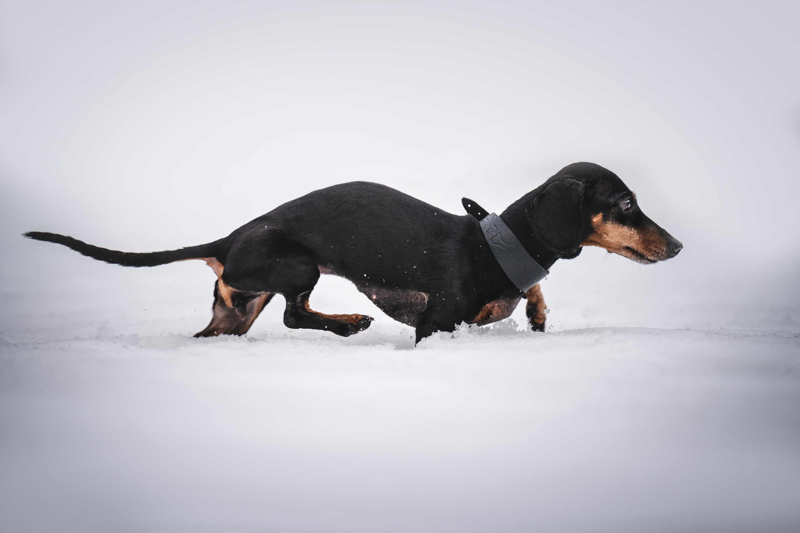 Клякса. Фотограф анималист Осипчикова Мария