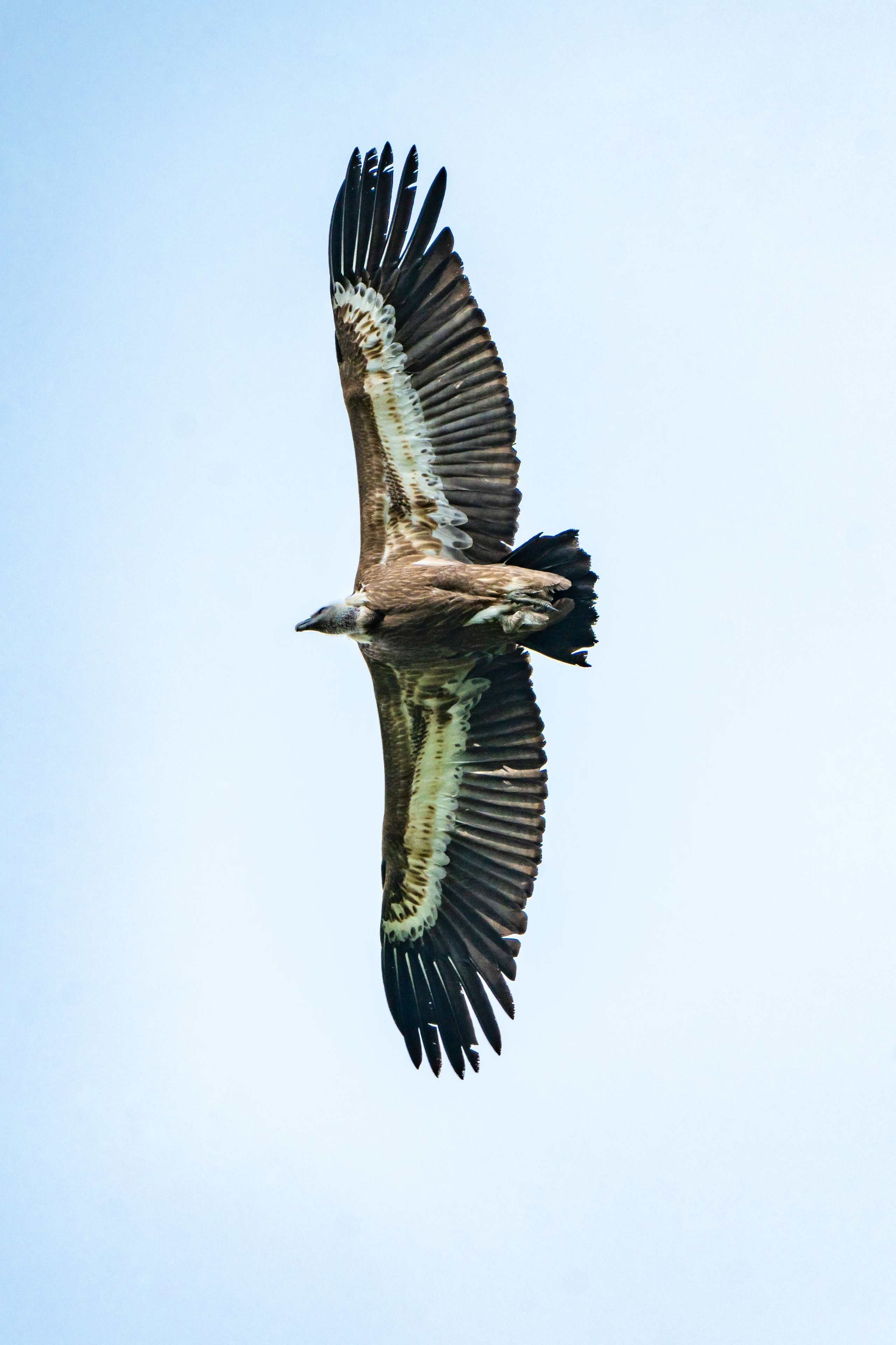 Путешествия и пейзаж. Репортажный фотограф в Красной Поляне и Сочи Павлюченко Екатерина