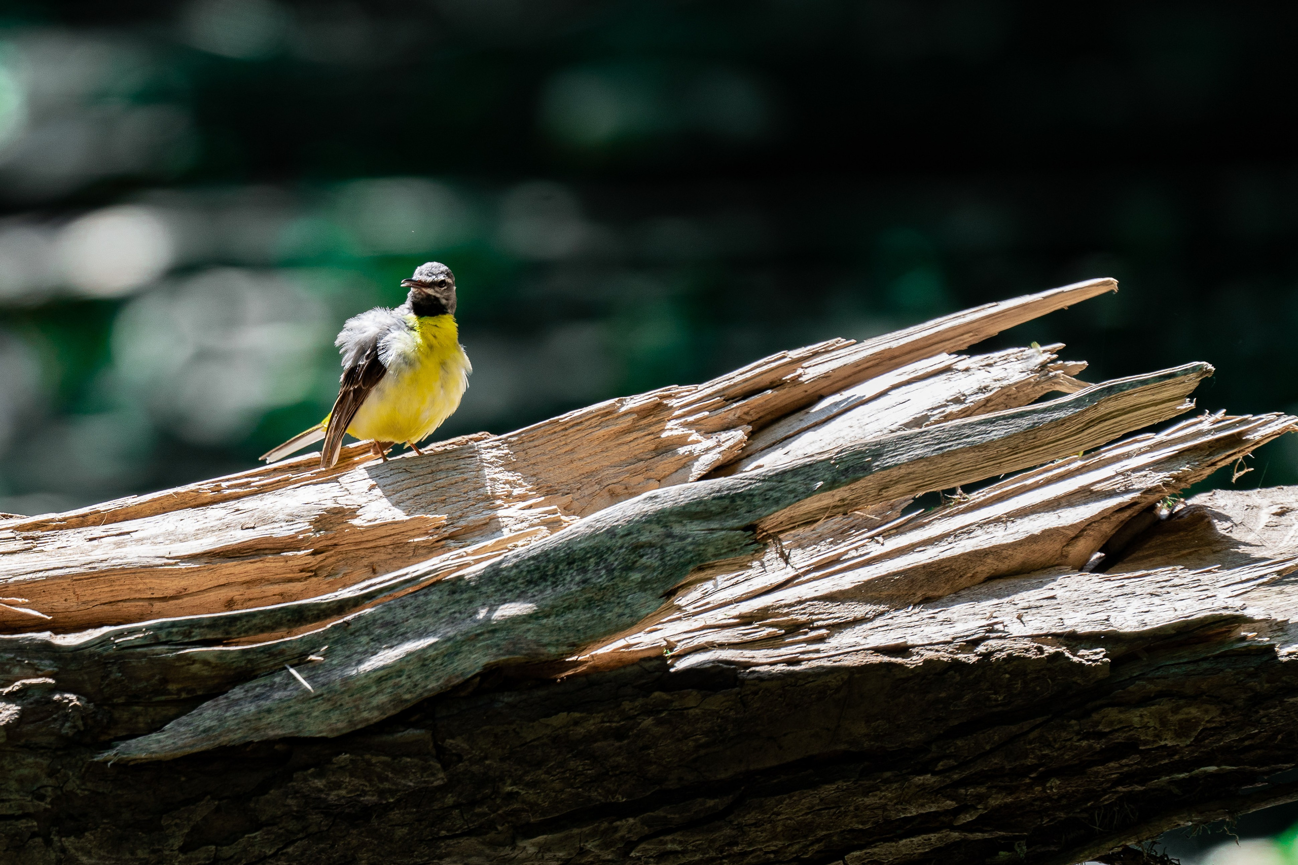 Путешествия и пейзаж. Репортажный фотограф в Красной Поляне и Сочи Павлюченко Екатерина