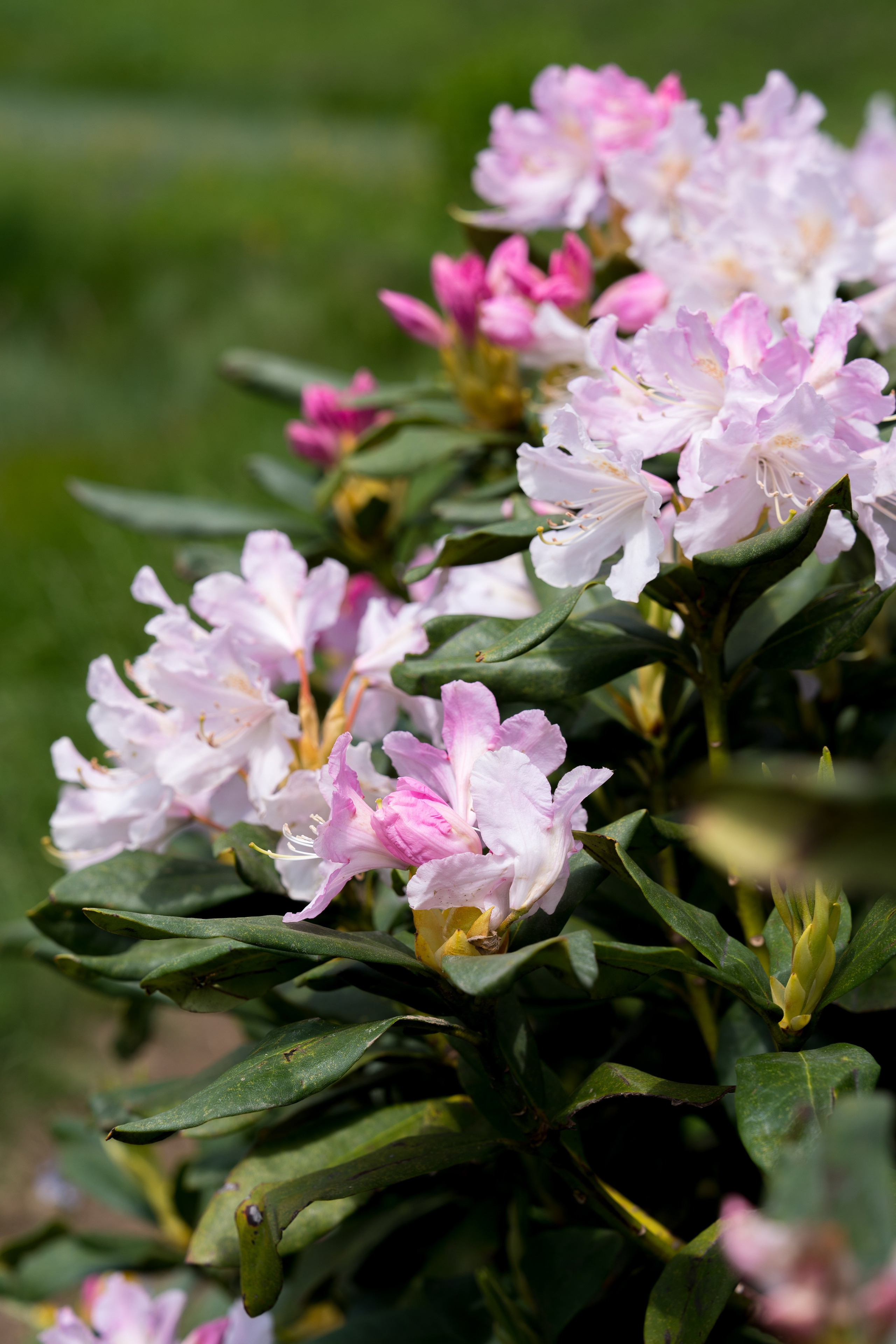 MICE мероприятие для компании «Доставка морем»: хайкинг к Ачипсинским водопадам. Репортажный фотограф в Красной Поляне и Сочи Павлюченко Екатерина