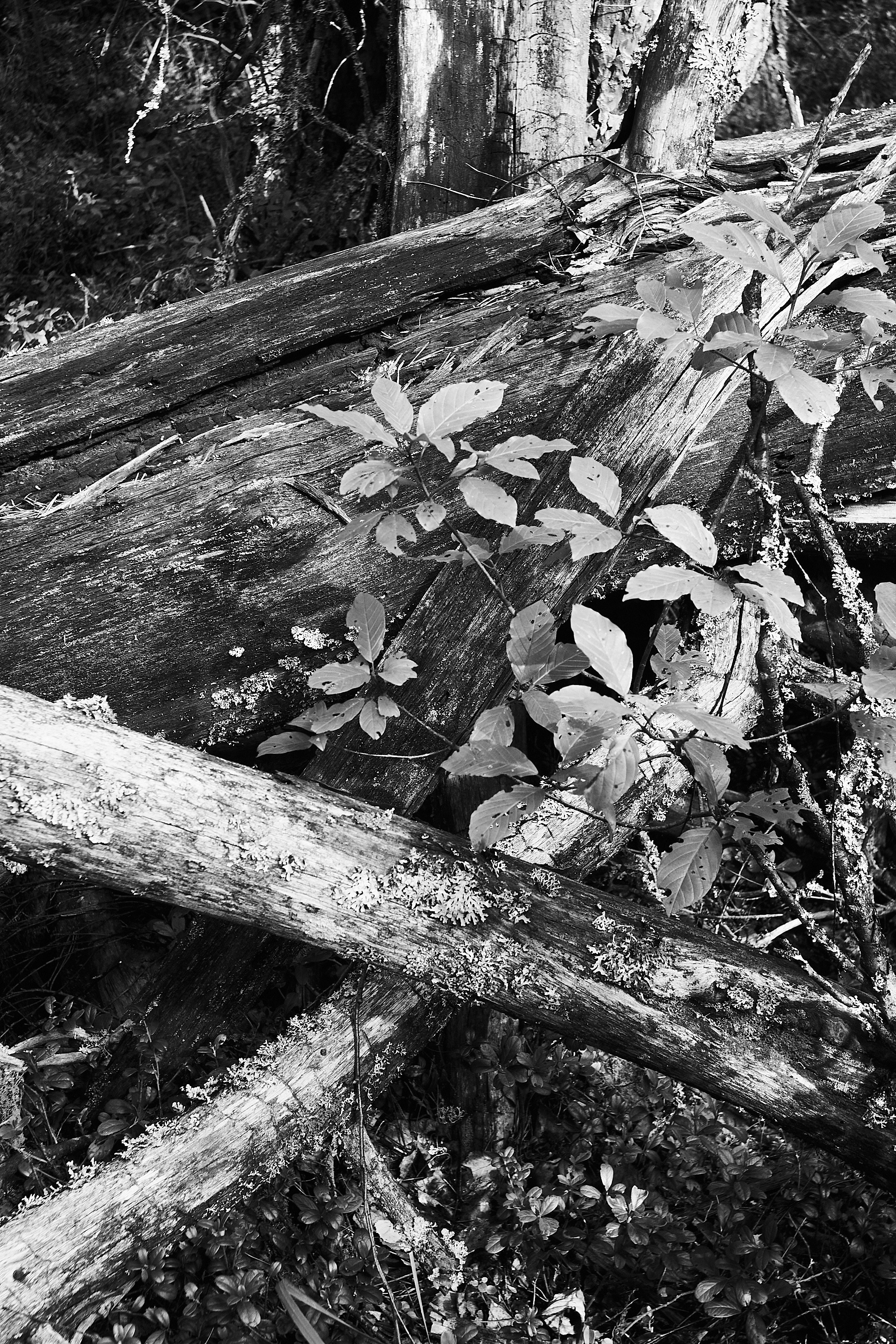 Формы Дерева 22г -…. Фотограф и оператор мероприятий, концертов и портретов в городе Москва