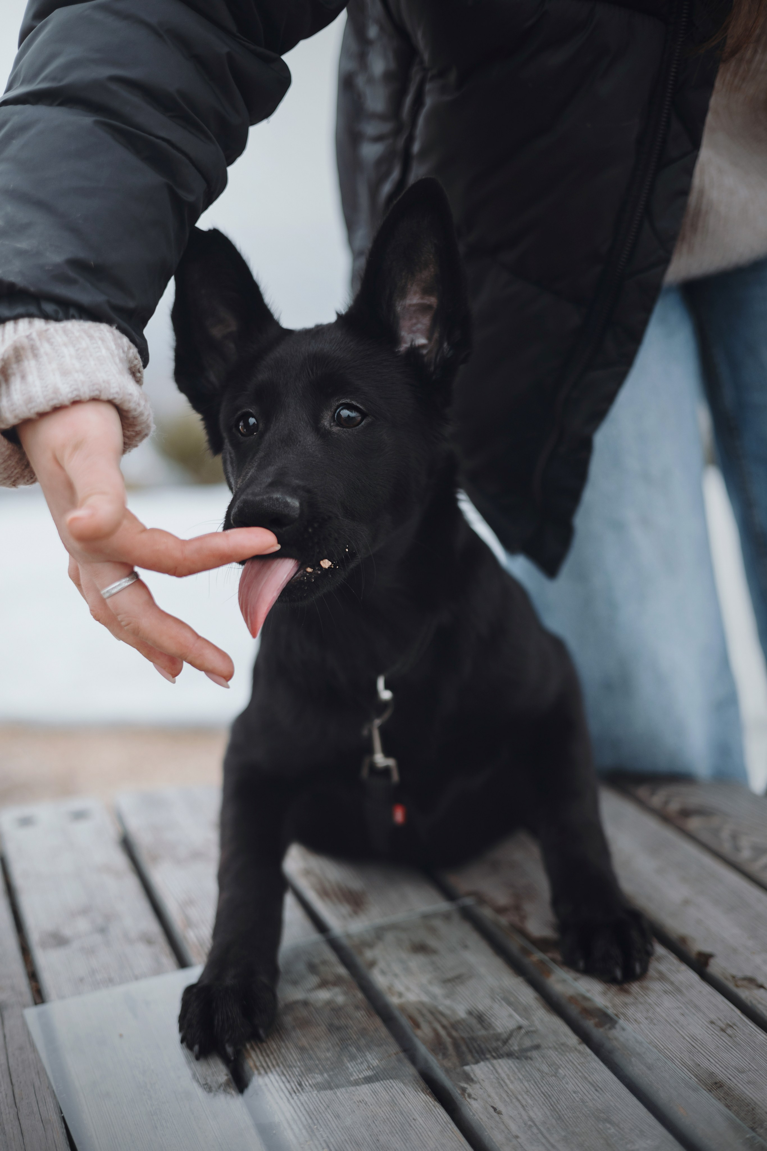 Ксения и Юта. Фотограф — анималист Владивосток, Алина
