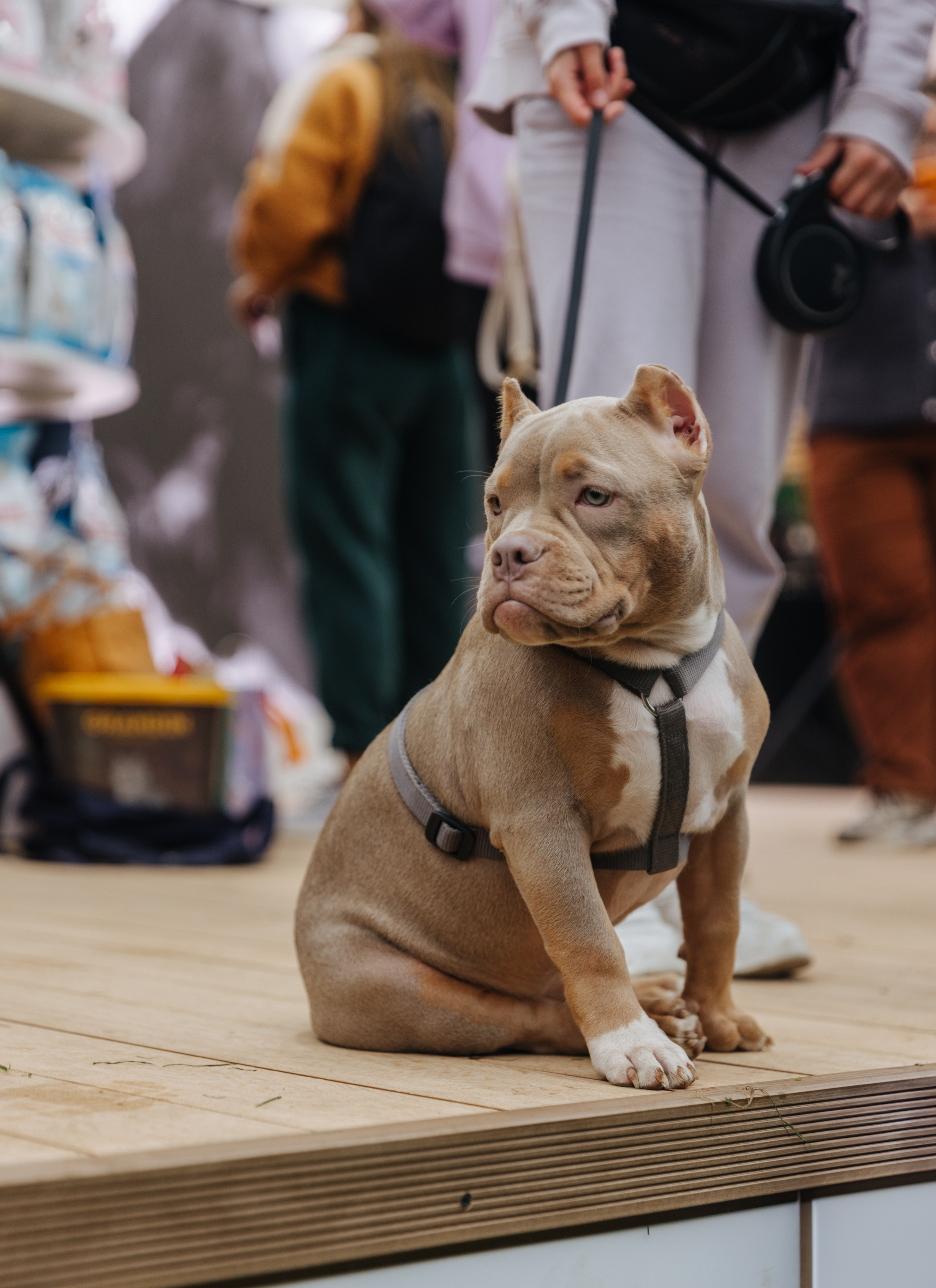 Хвостатый репортаж. Аксана Лисовская фотограф в Москве. Фотографии с характером