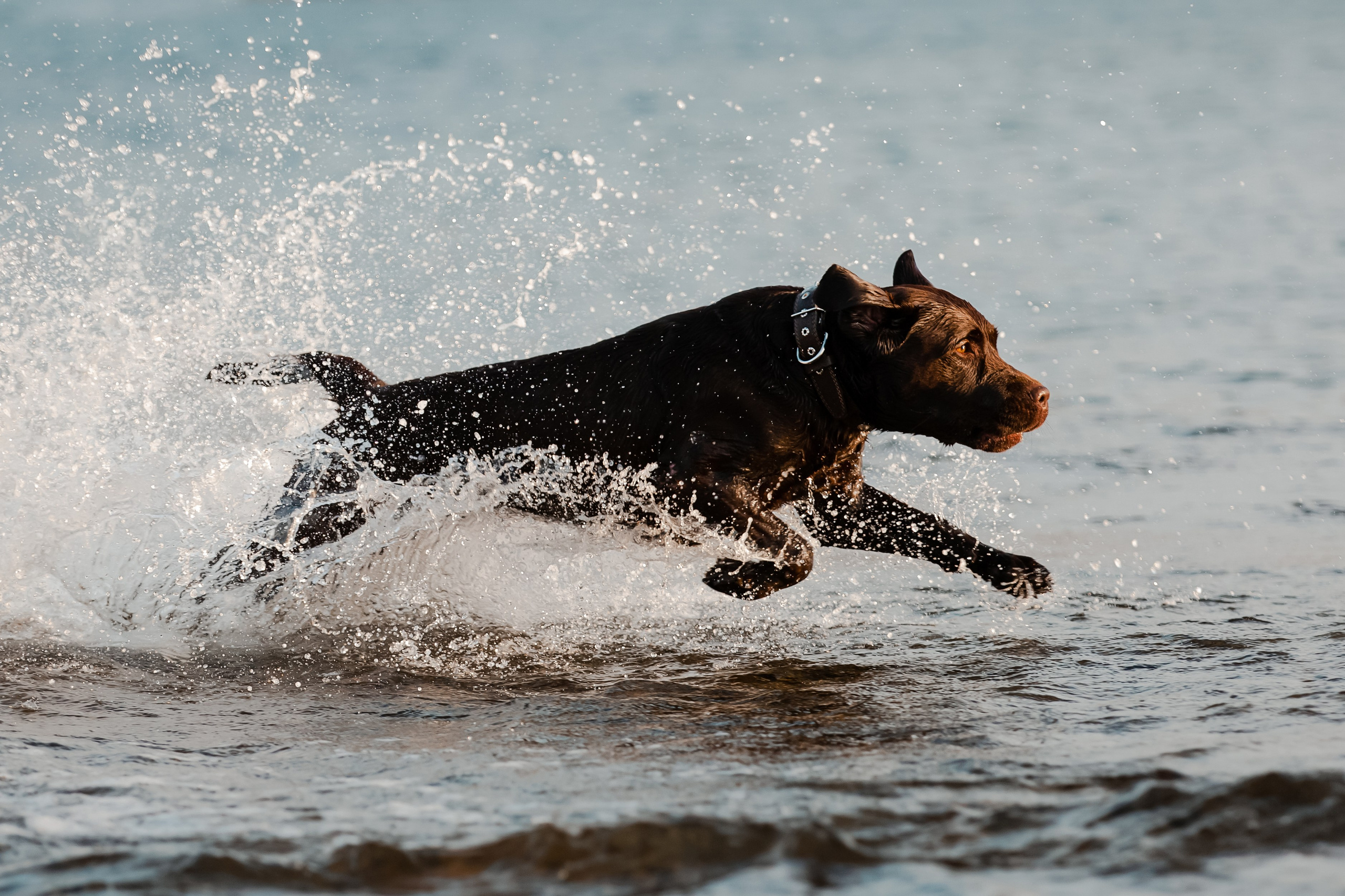 Экстерьерная съёмка Краснодар. Фотограф-анималист в Краснодаре Маша Мельникова