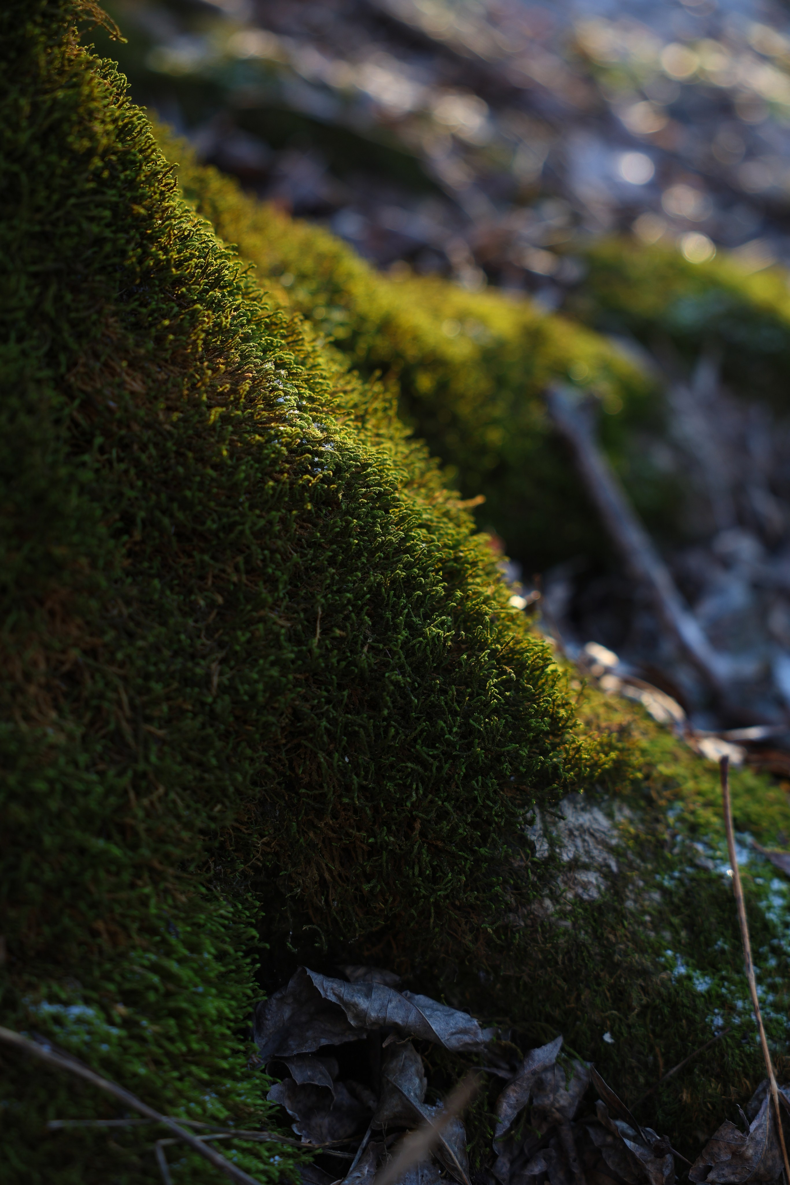 Фотограф Мария Алексеева. Мария Алексеева. Фотограф в Москве
