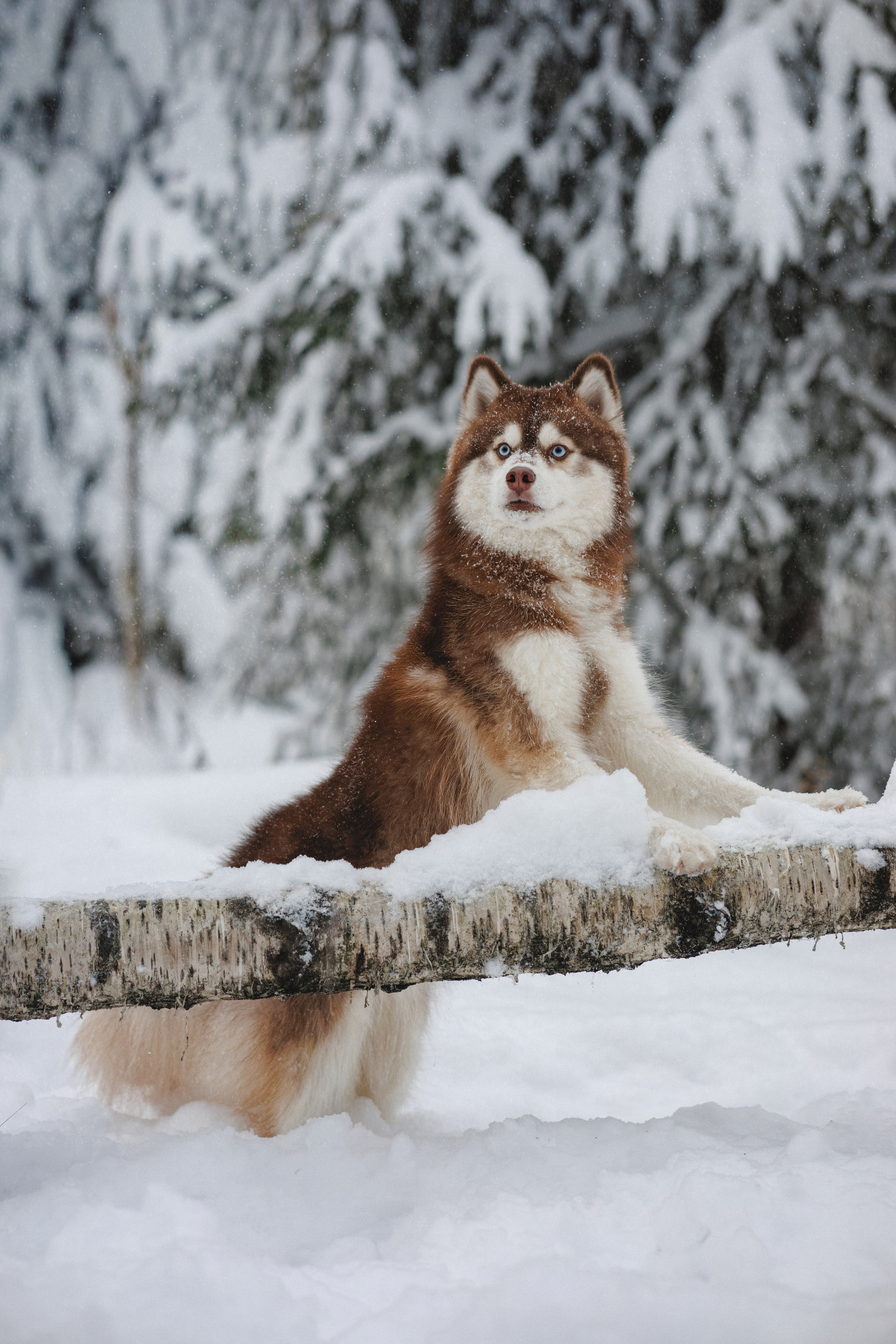 Полина и Миша. Фотограф в Санкт-Петербурге Алёна Губинская