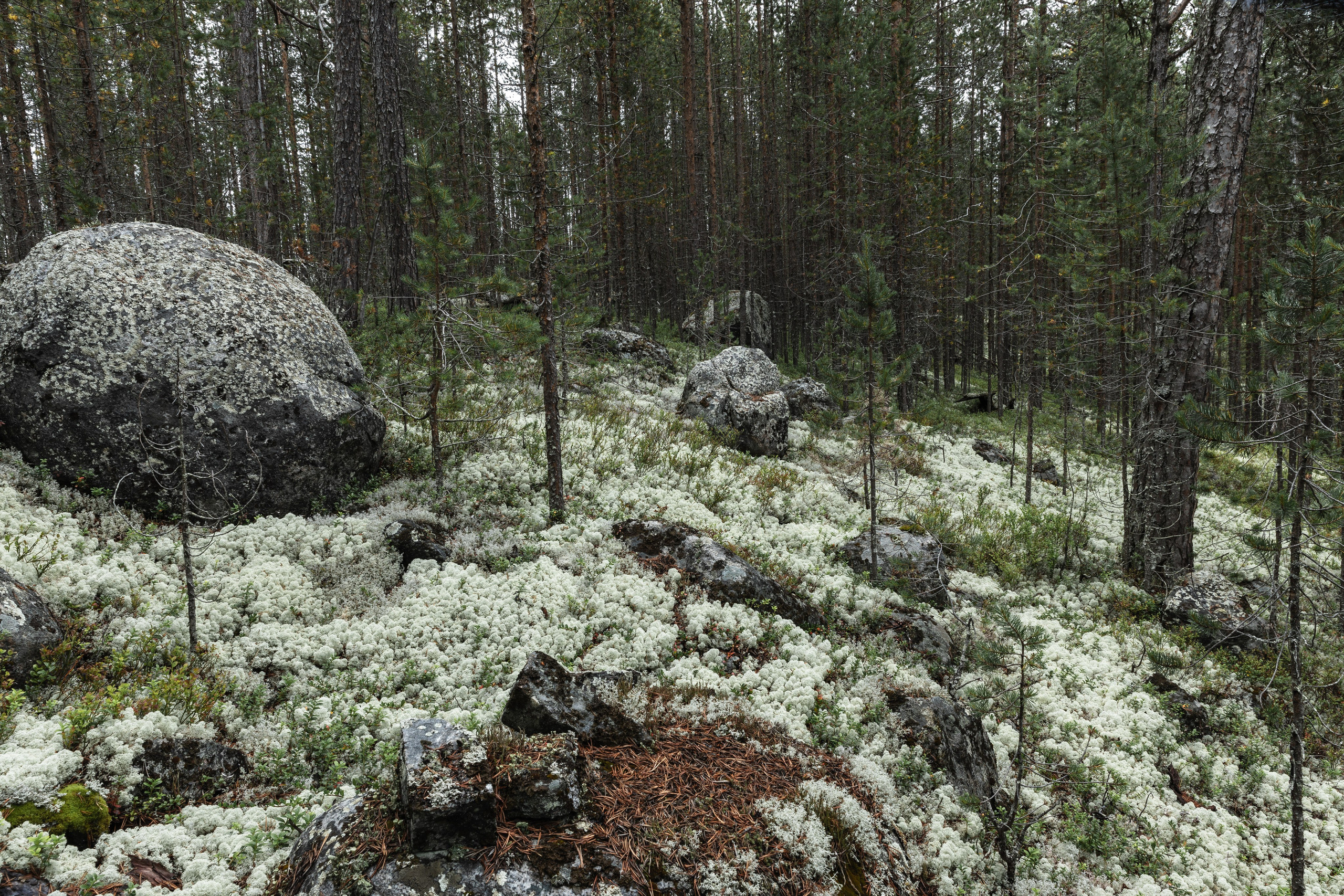 Оз. Колвицкое. Фотографии