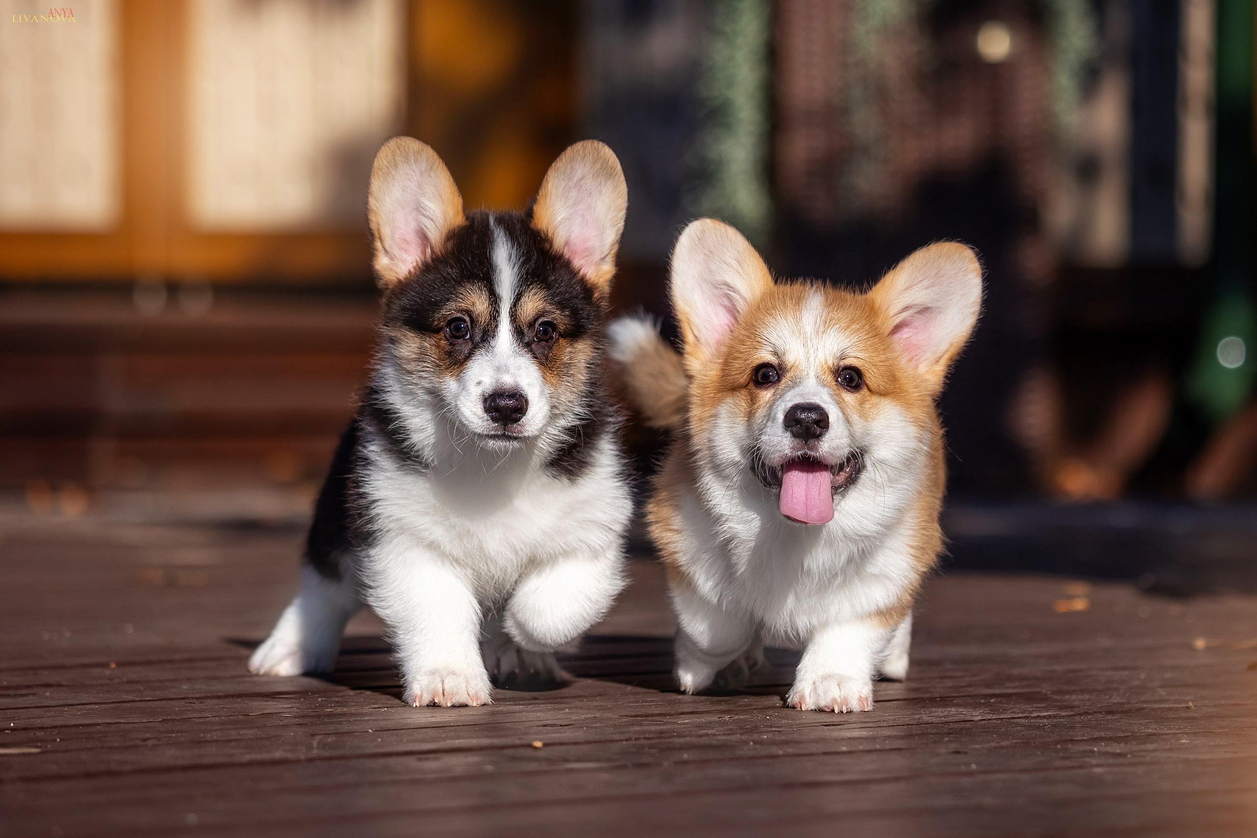 Коржики. Фотограф анималист Аня Ливанова | Рыбинск