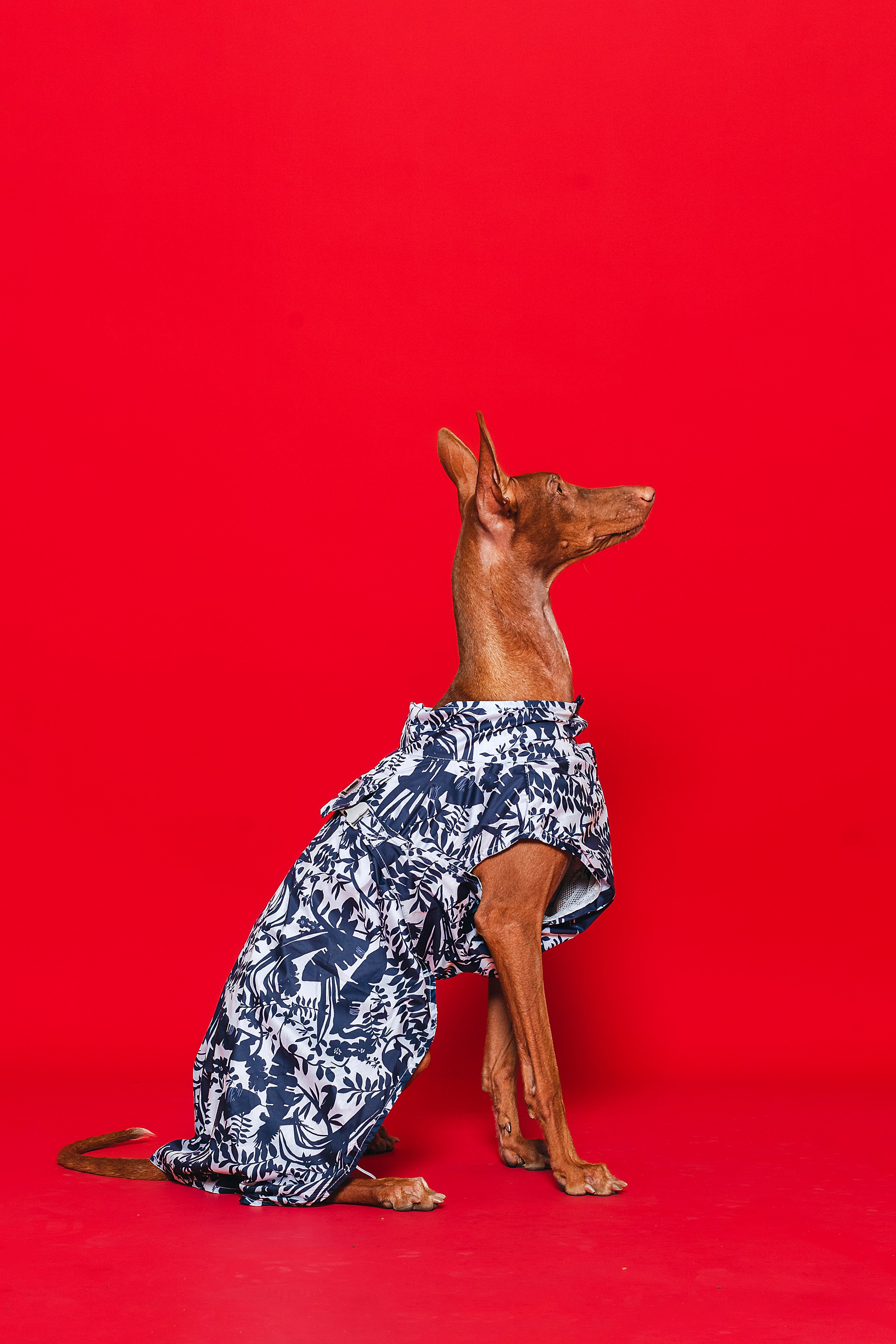 Съемка для бренда TEDDYBOY. Фотограф-анималист Татьяна Степанова