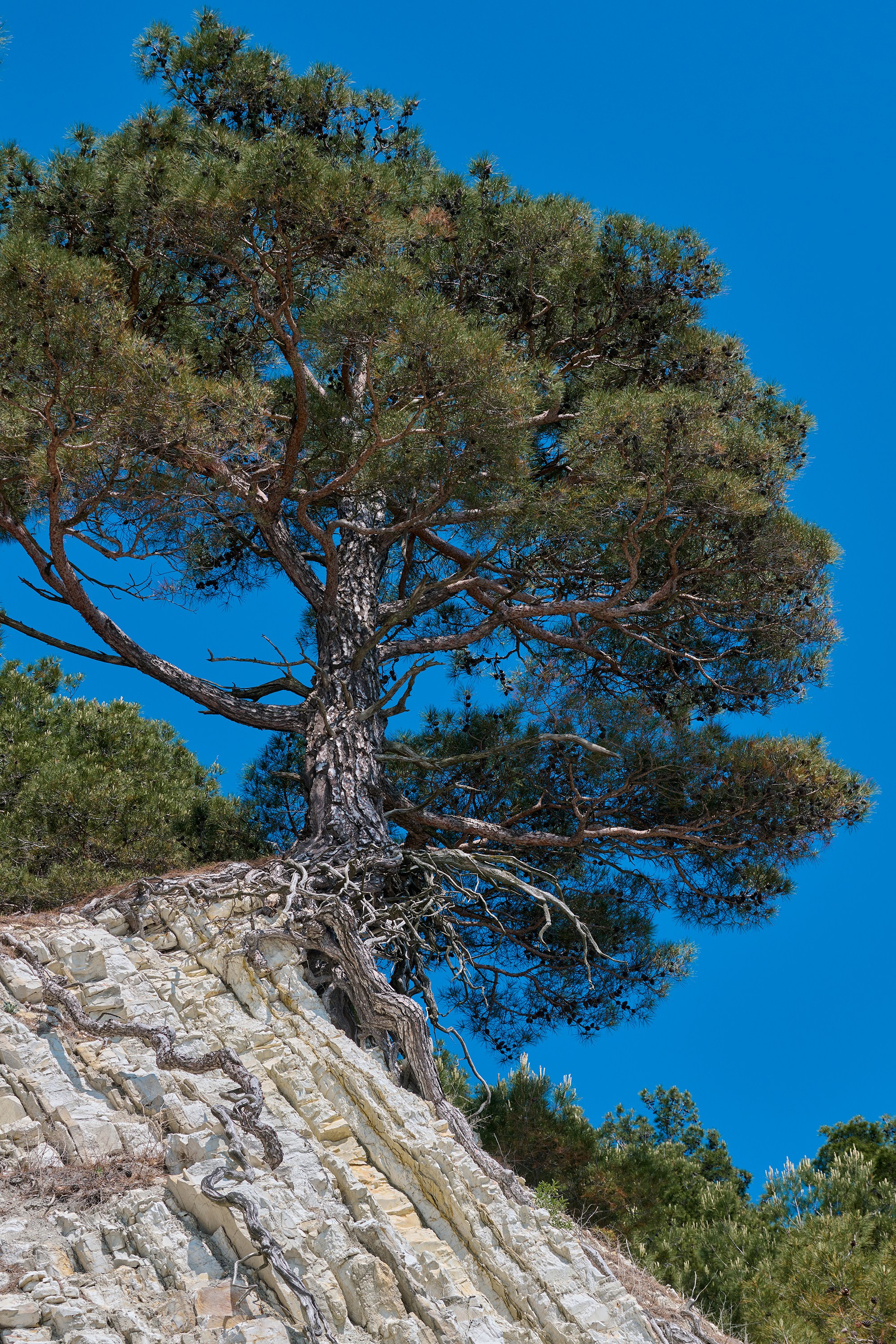 Геленджикский район, Краснодарский край, Кавказ, Черное море, скалы, горы, сосны, пляж