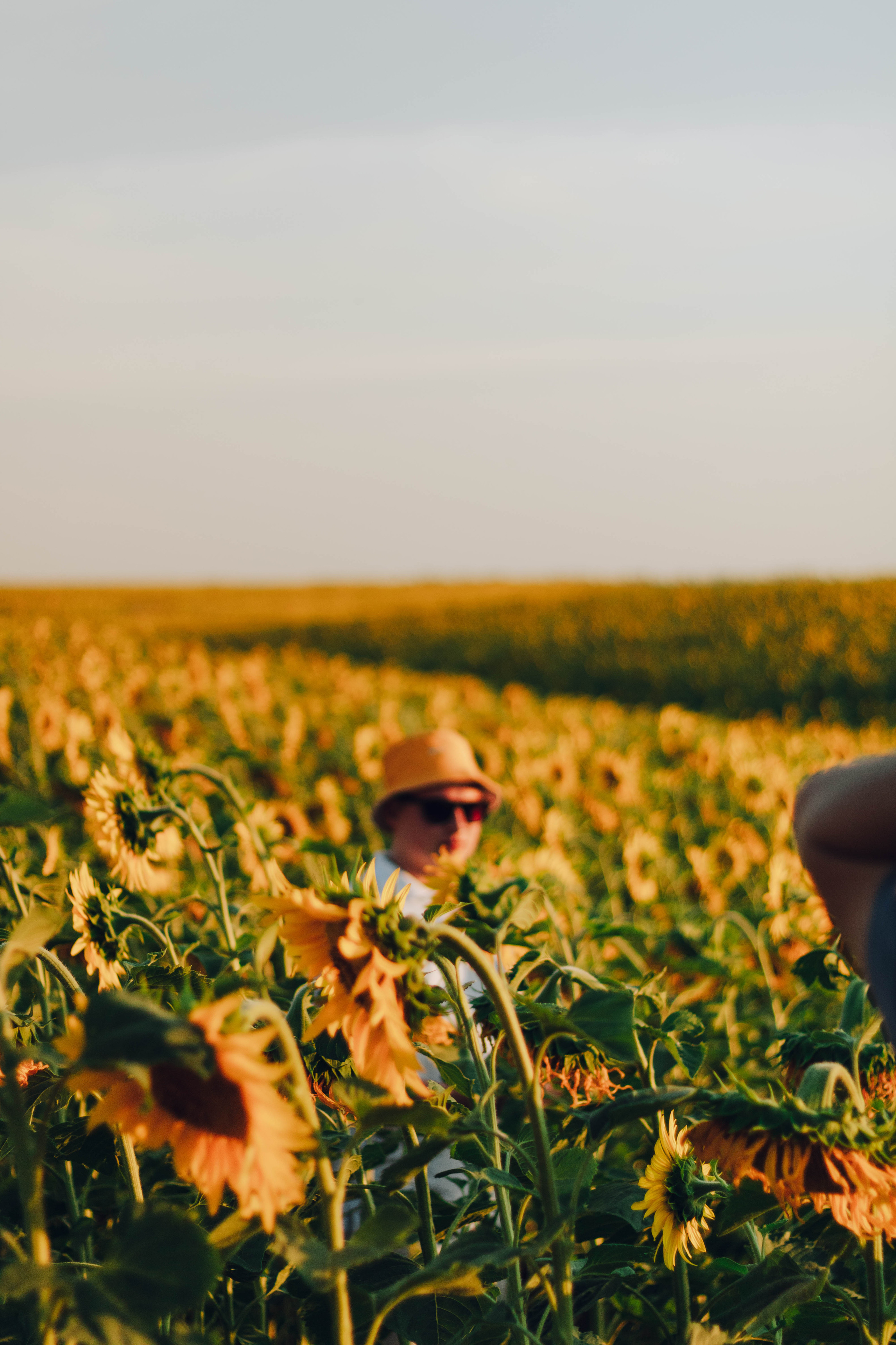 Типичные подсолнухи. Фотограф Уфа