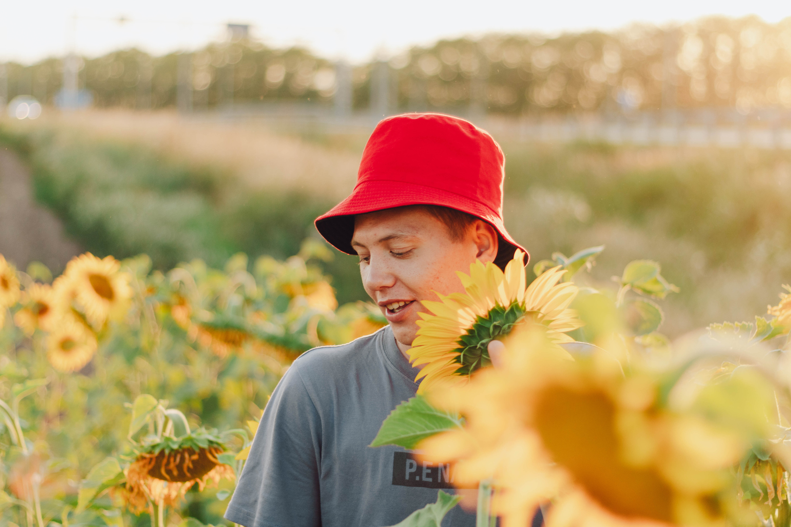Типичные подсолнухи. Фотограф Уфа