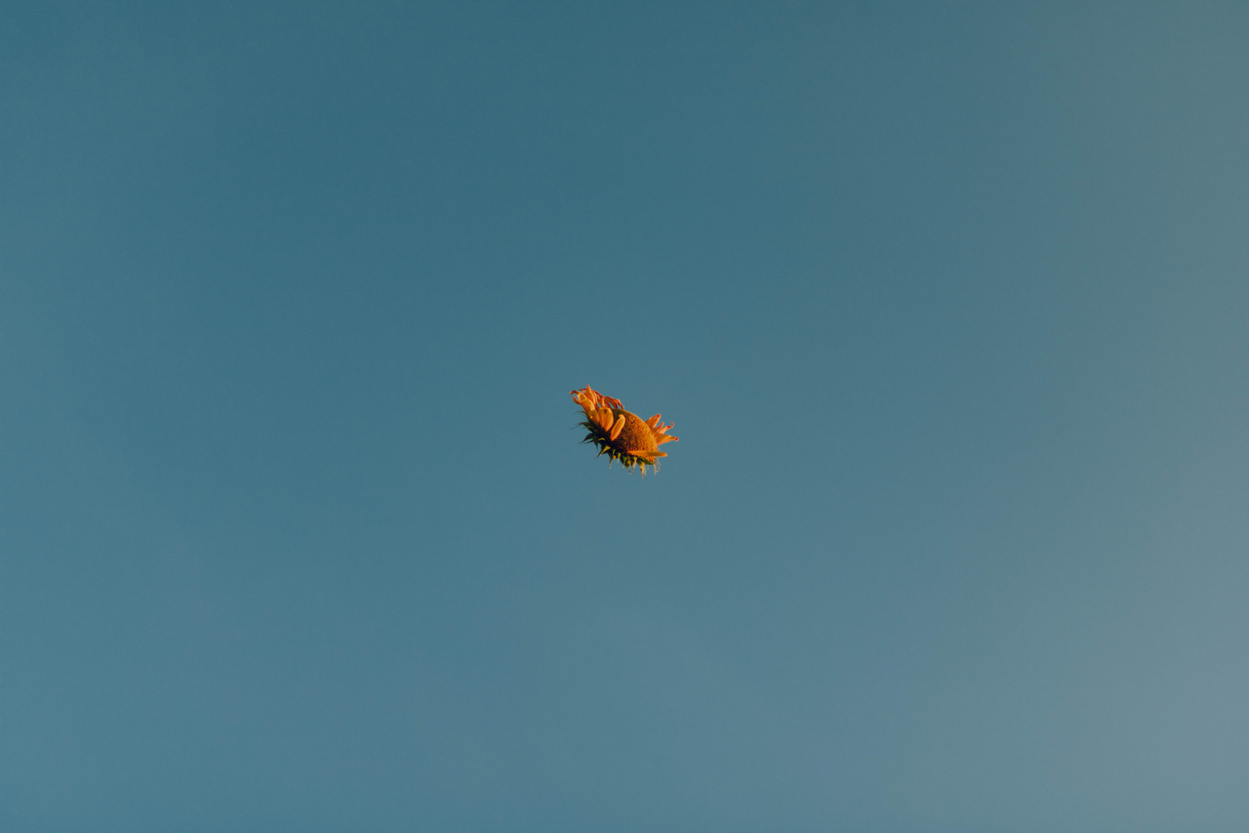 Типичные подсолнухи. Фотограф Уфа