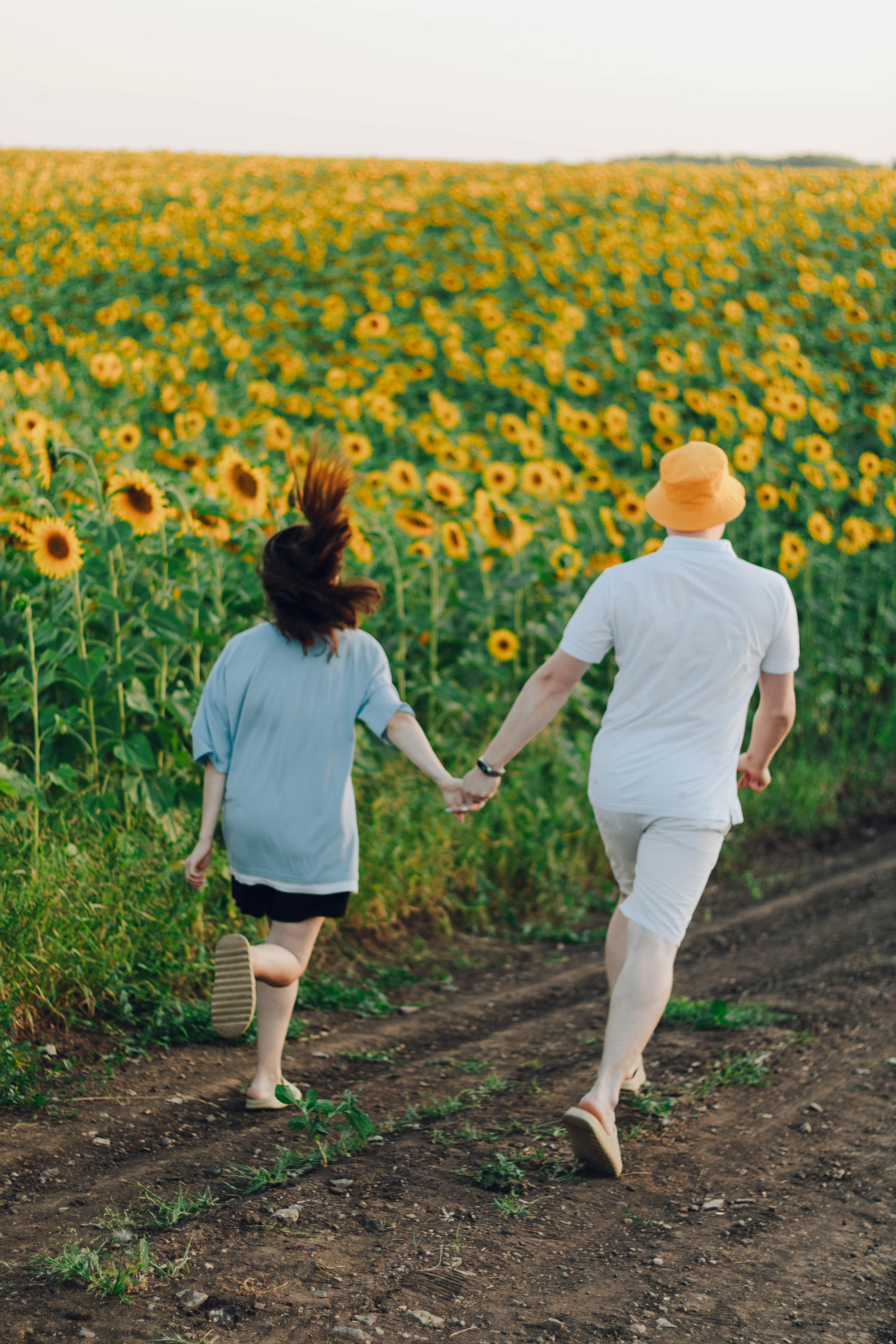 Типичные подсолнухи. Фотограф Уфа