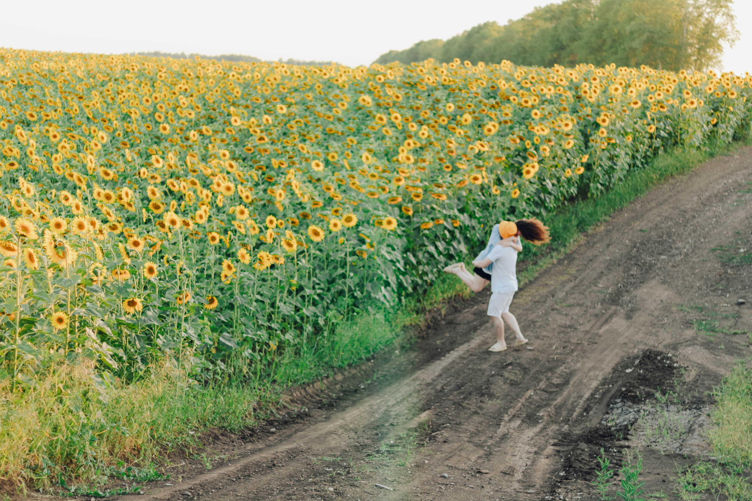 Типичные подсолнухи. Фотограф Уфа