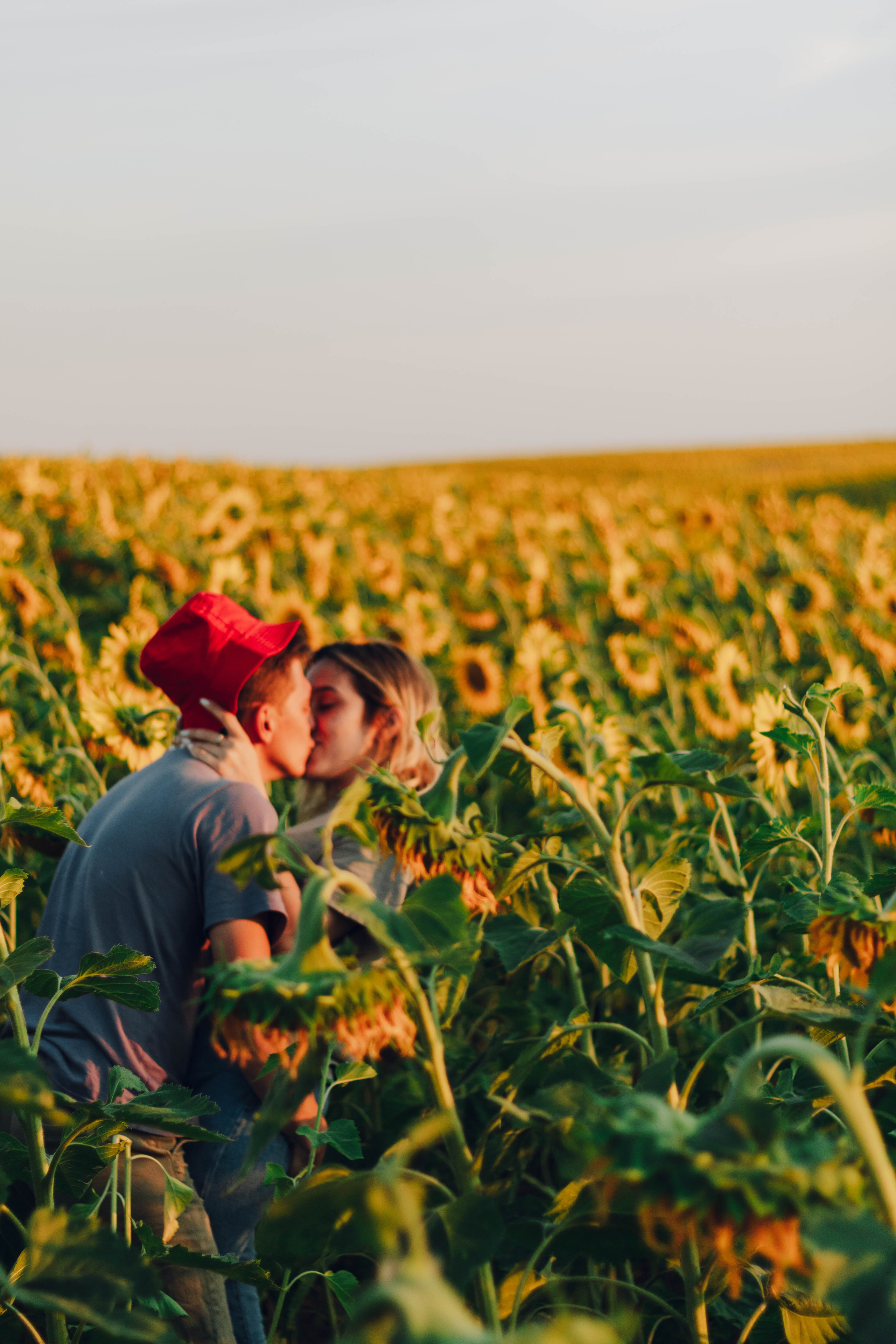 Типичные подсолнухи. Фотограф Уфа