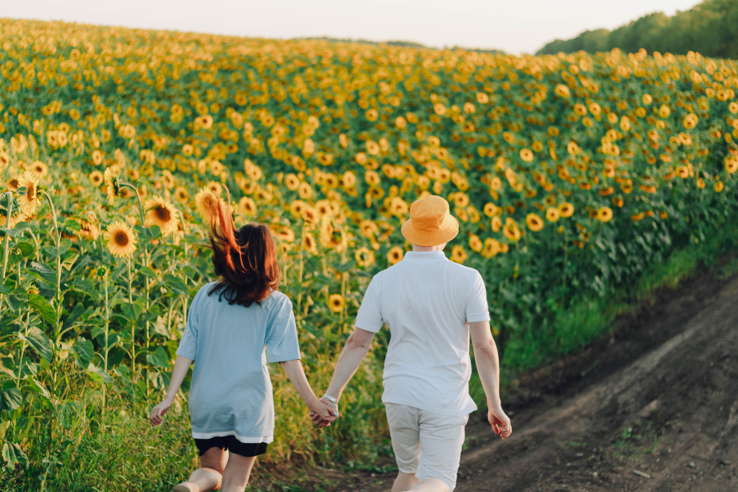 Типичные подсолнухи. Фотограф Уфа