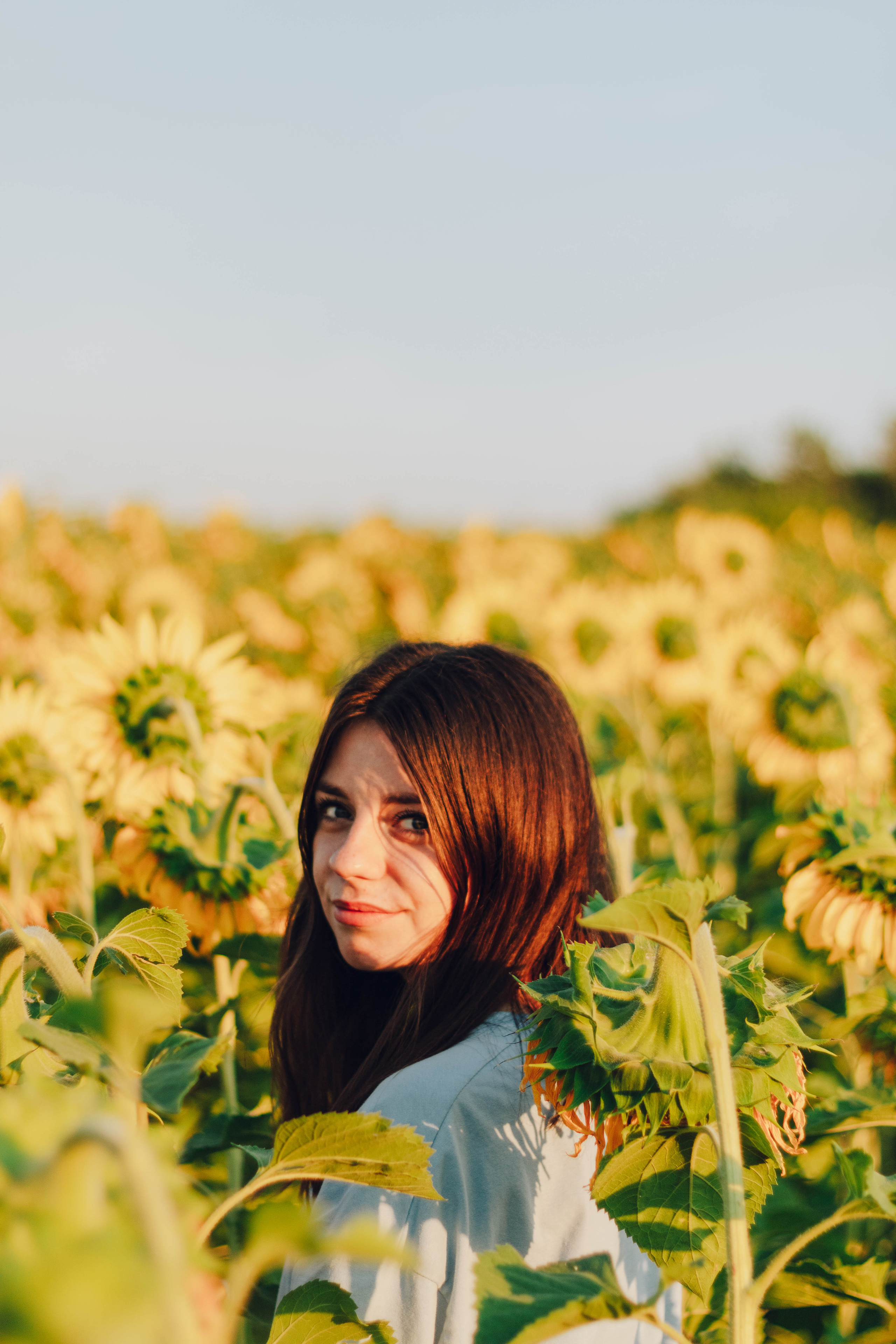 Типичные подсолнухи. Фотограф Уфа