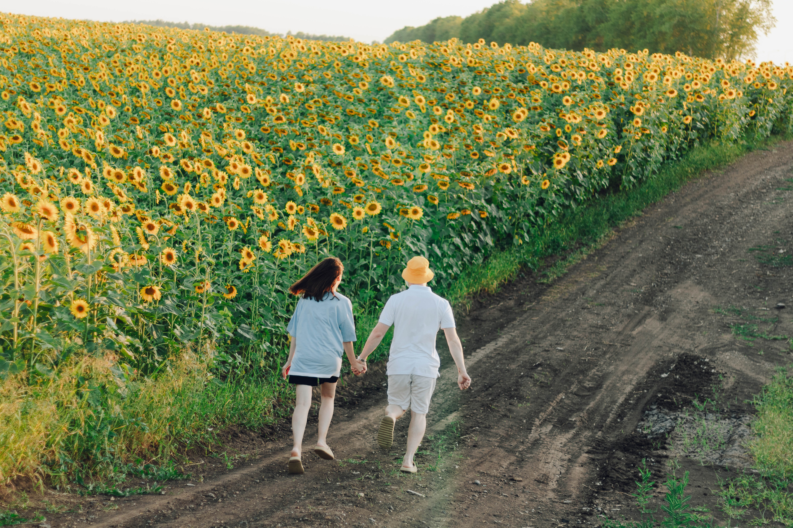 Типичные подсолнухи. Фотограф Уфа