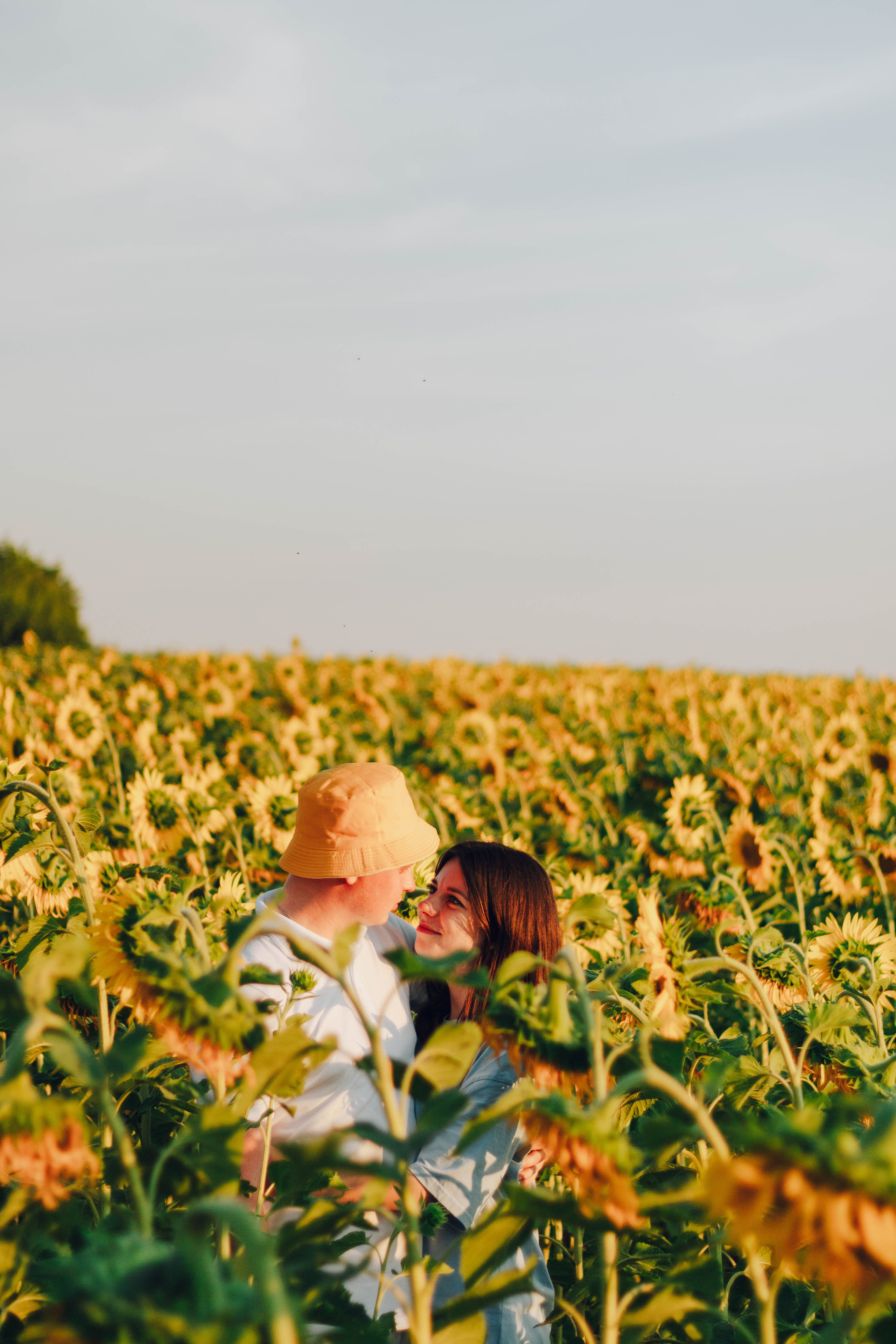 Типичные подсолнухи. Фотограф Уфа