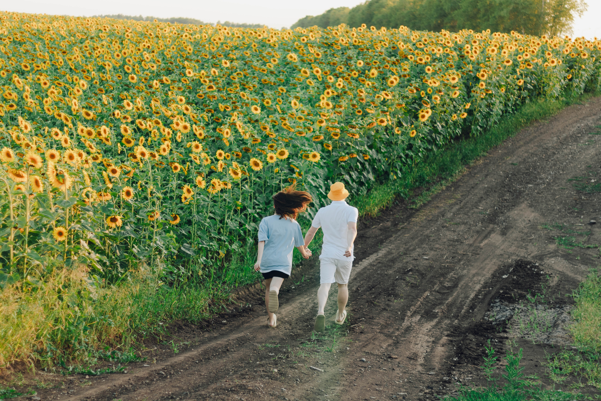 Типичные подсолнухи. Фотограф Уфа