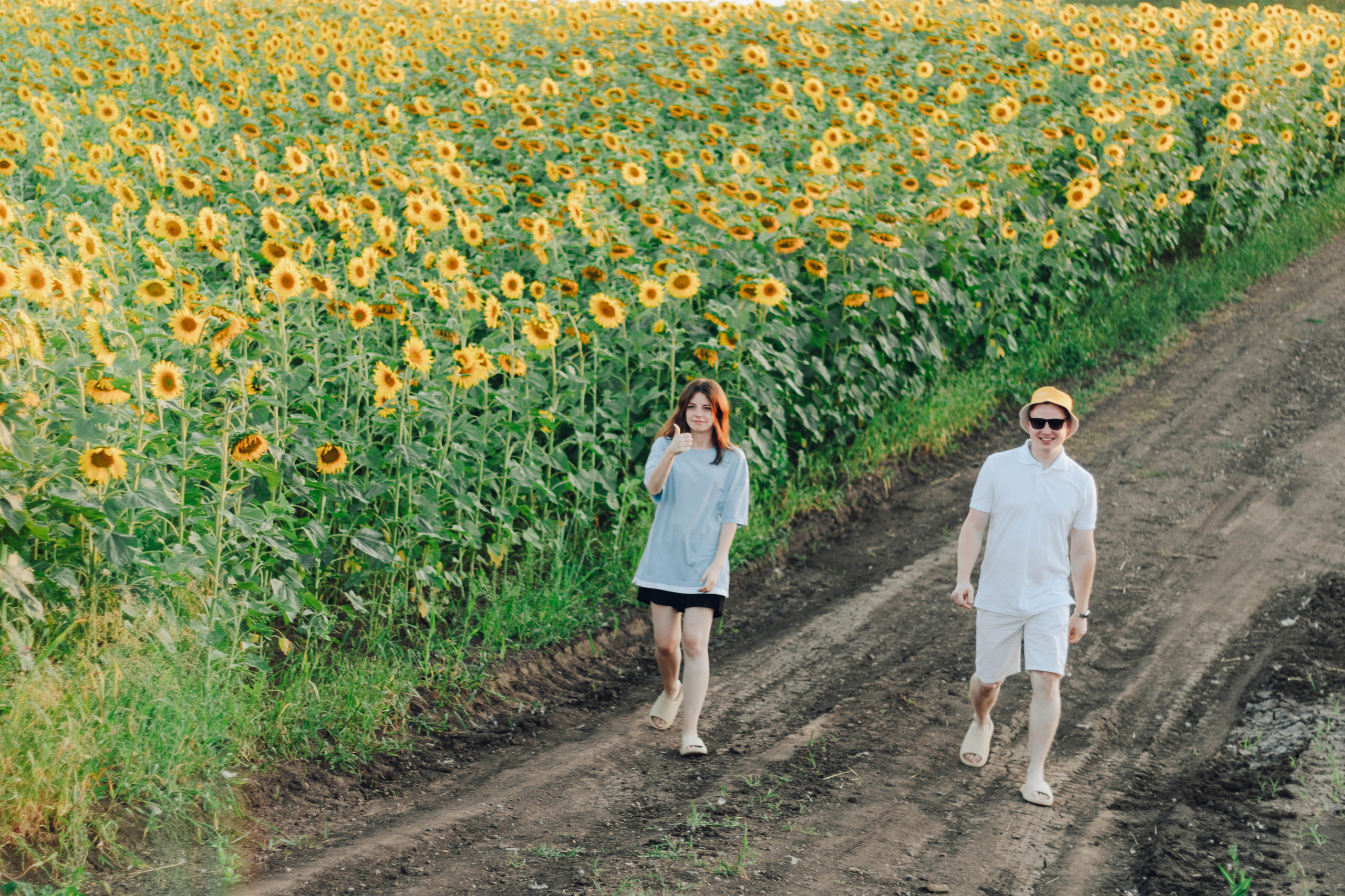 Типичные подсолнухи. Фотограф Уфа