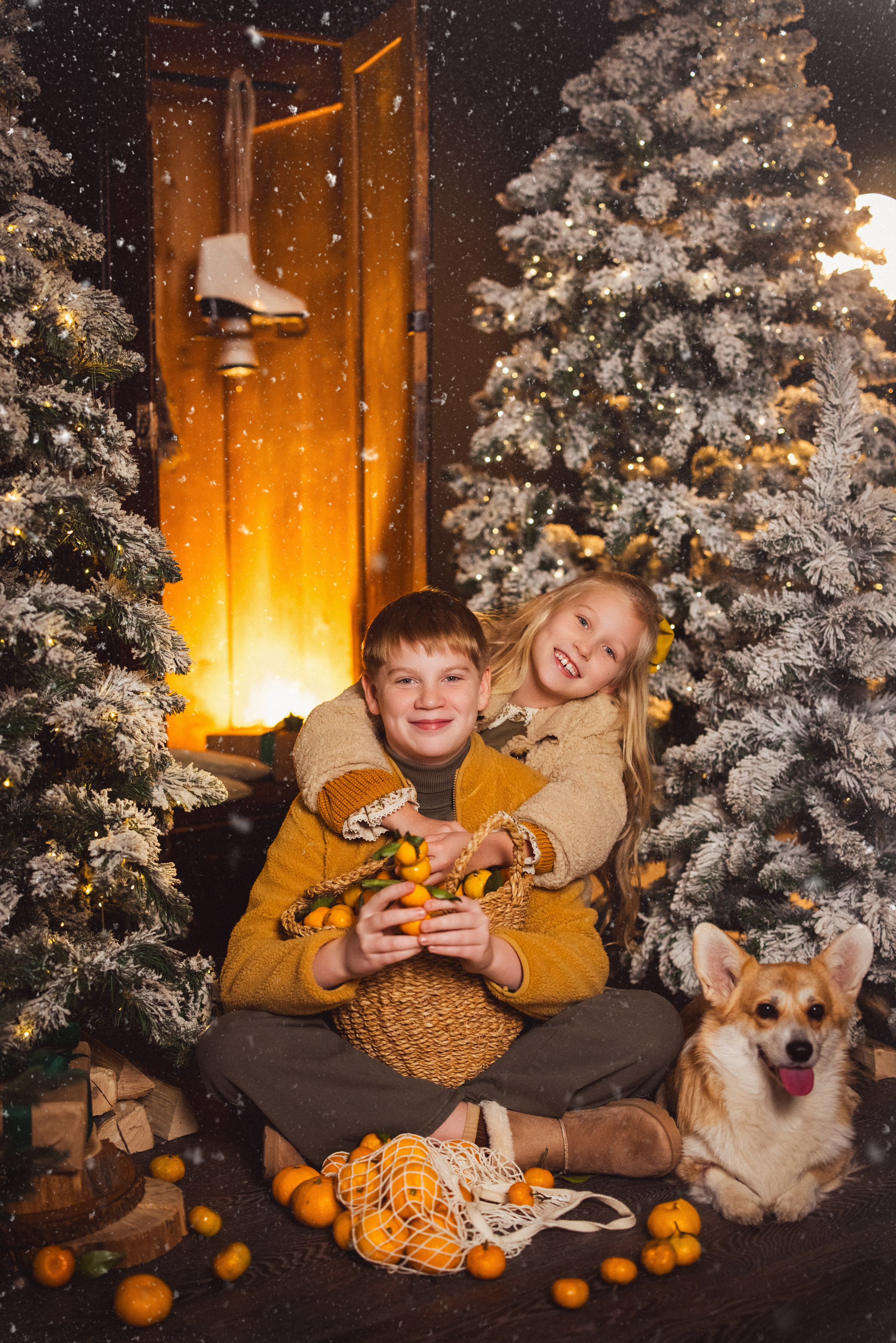 Фотосессия с собачками Корги в зимних декорациях фотостудии «Майя», город Краснодар. Семейный и детский фотограф в Краснодаре Анна Трашкова