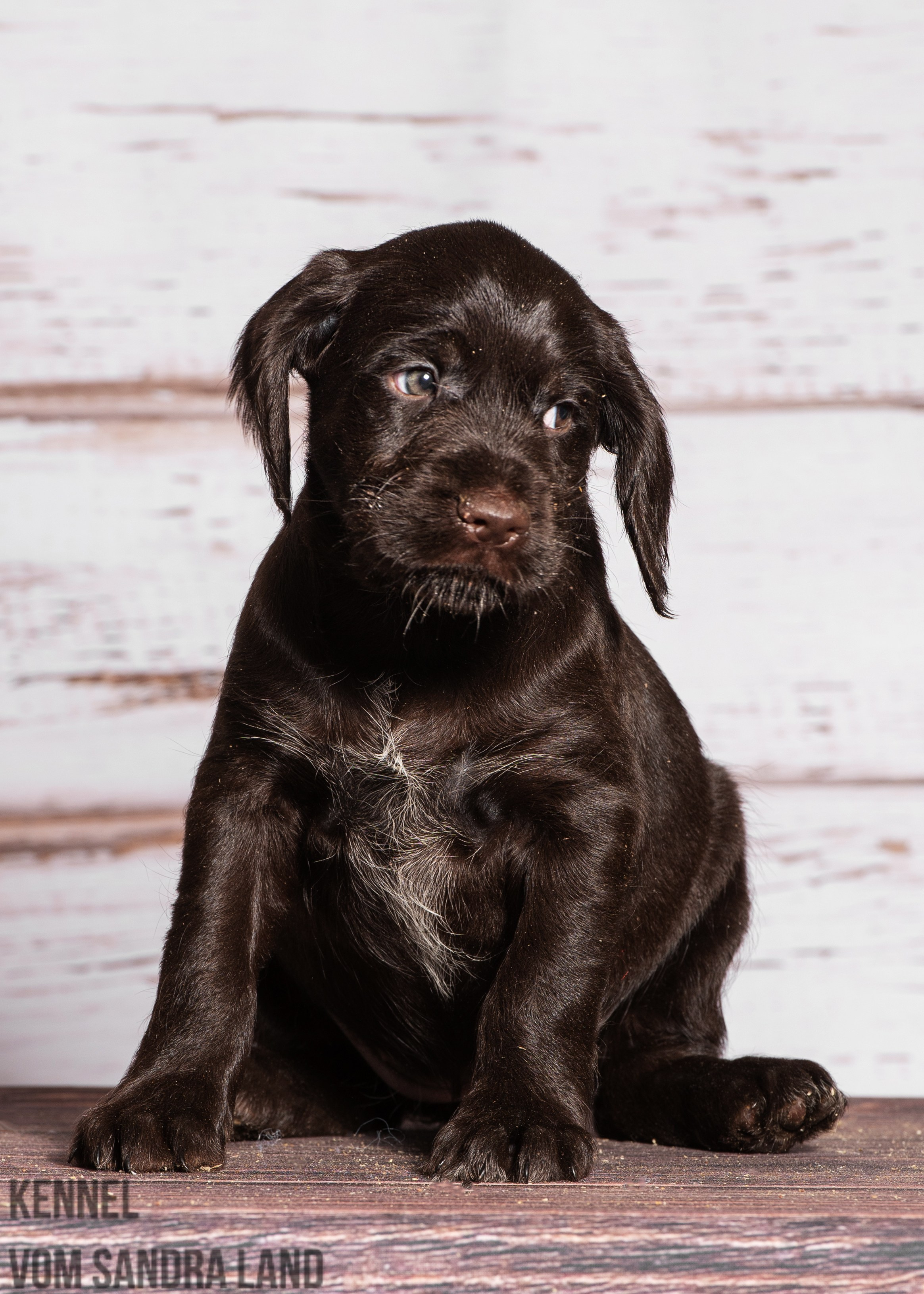 Ведьма вом Сандра Лэнд, Vedma vom Sandra Land