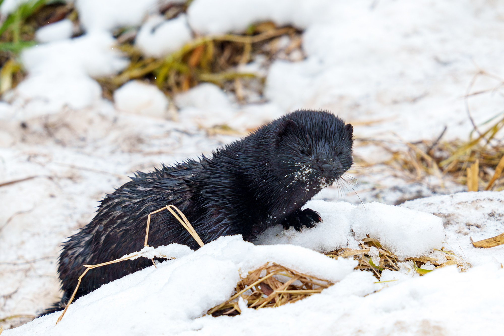 Животные. Ваш личный фотограф Марина Волкова