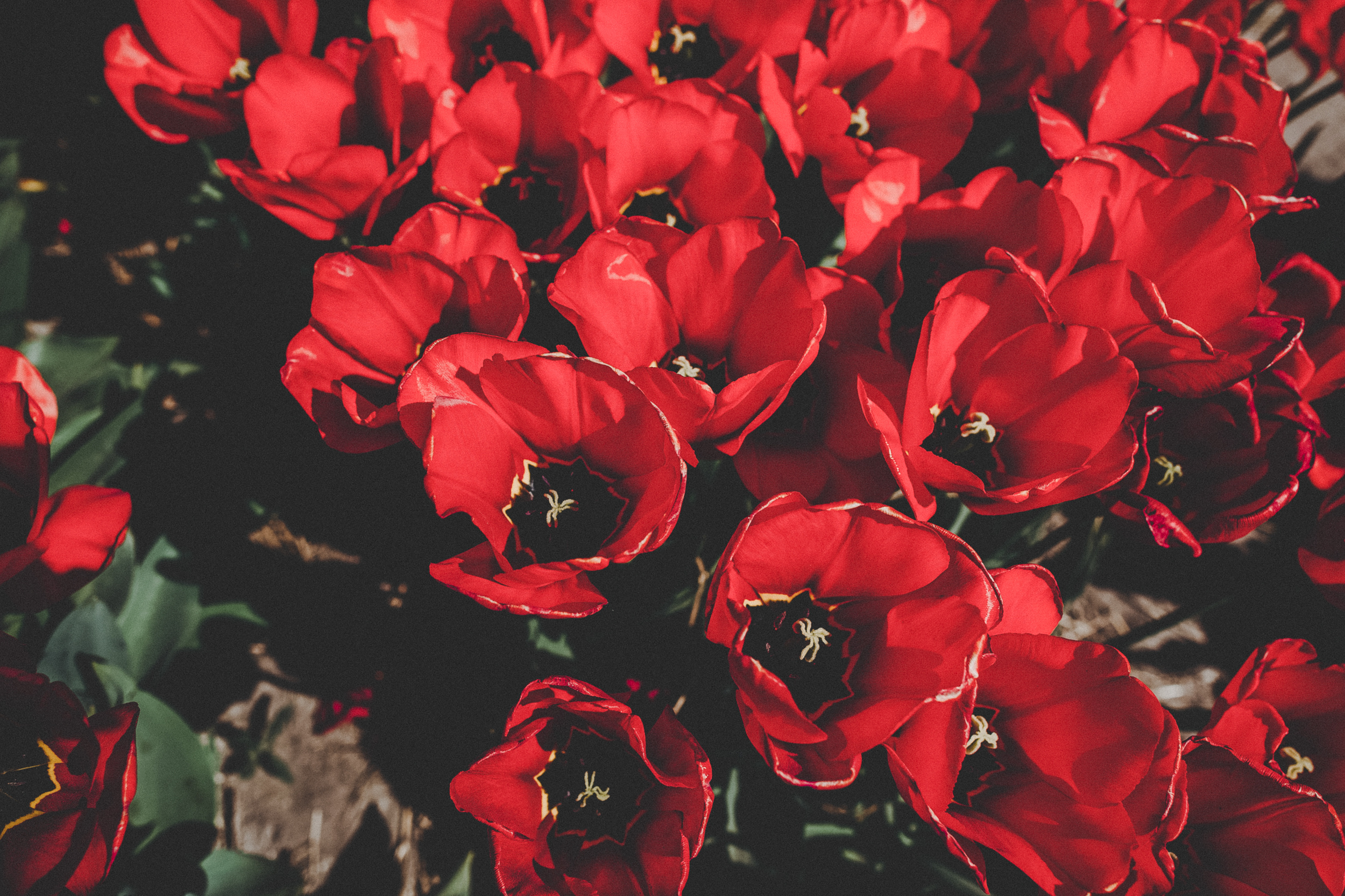 N E T H E R L A N D S ' 19. Destination wedding photographer Mary Korenchuk