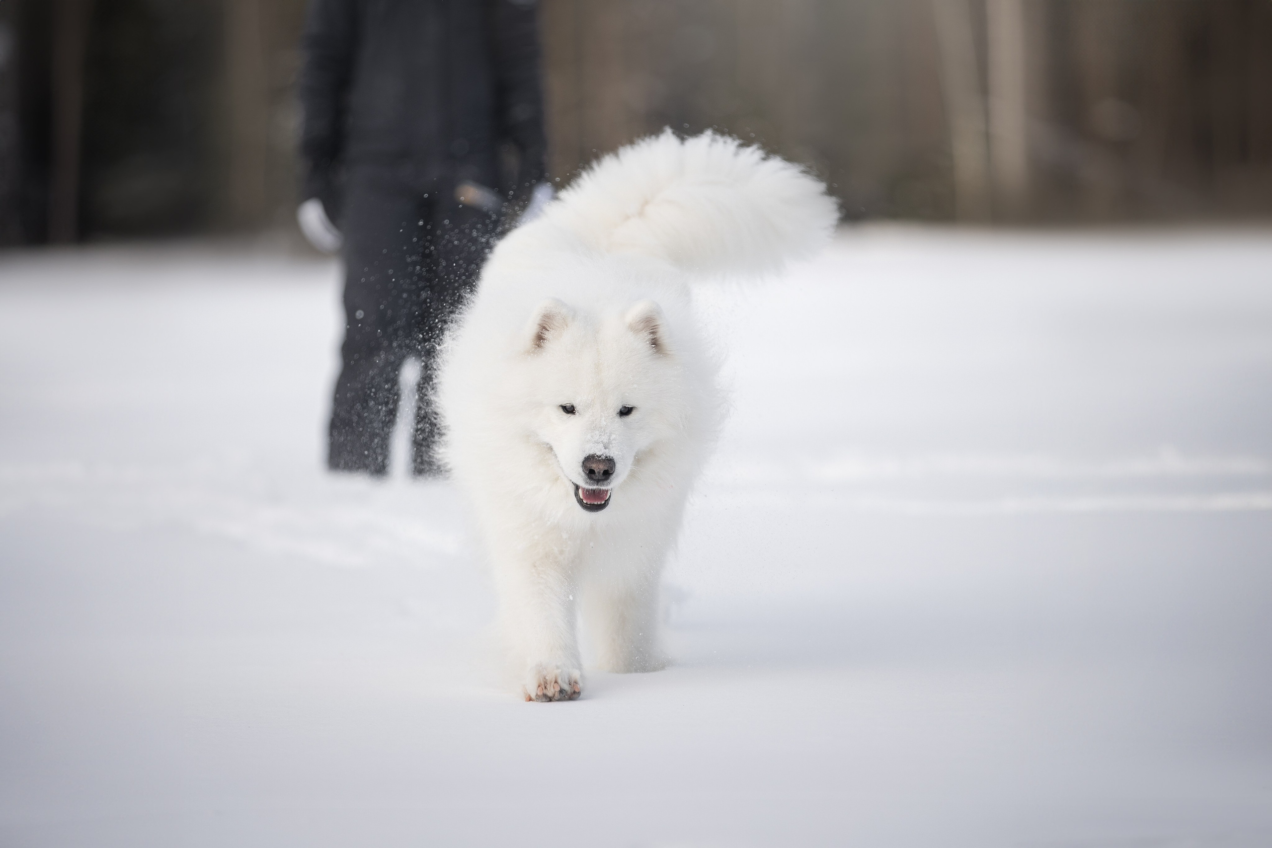 Дмитрий, Наталья и Панти. Фотограф анималист в Москве Майорова Евгения