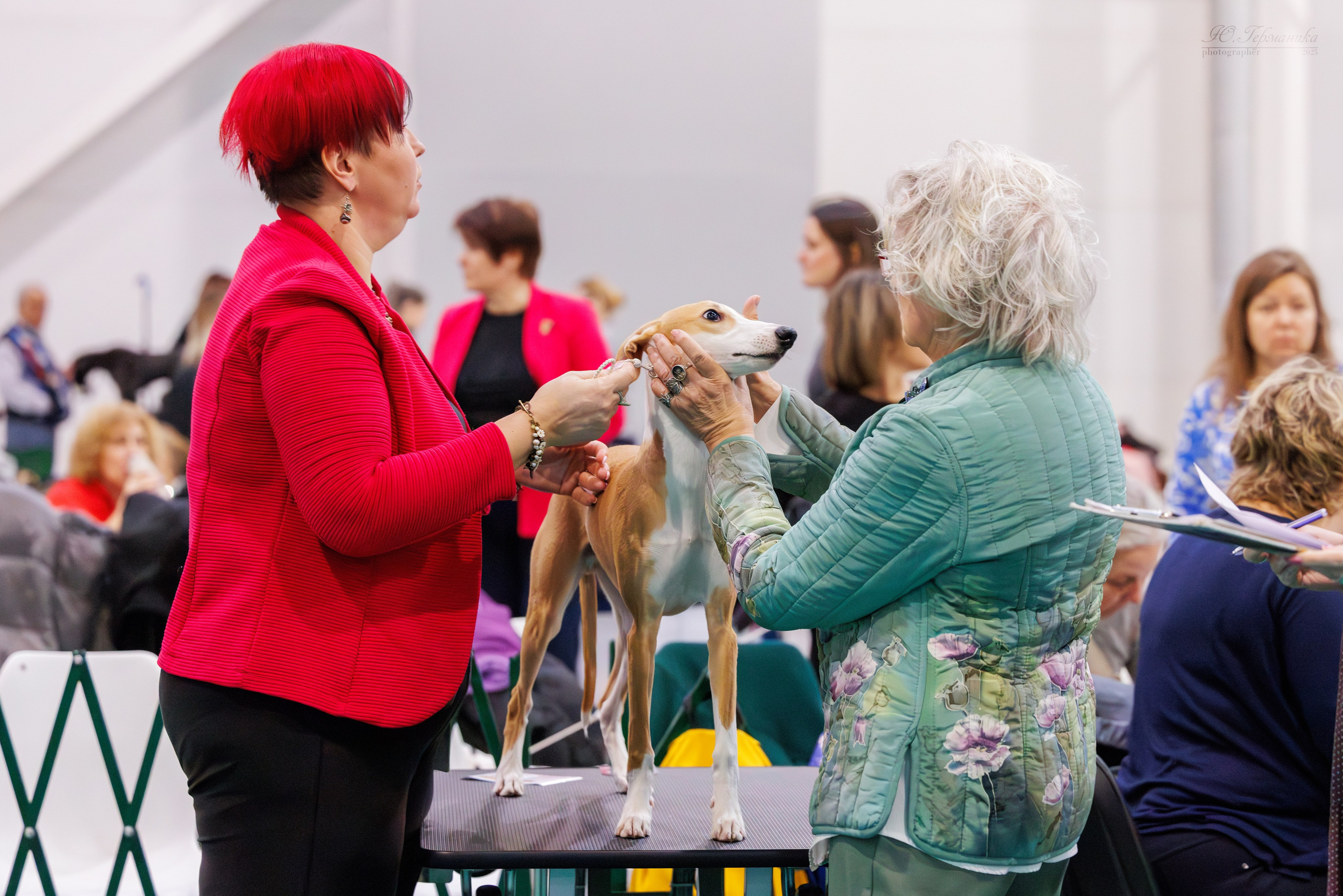 Питер ротвейлеры 18.01,Крокус 19.01.2025. Фотограф-анималист Юлия Германика