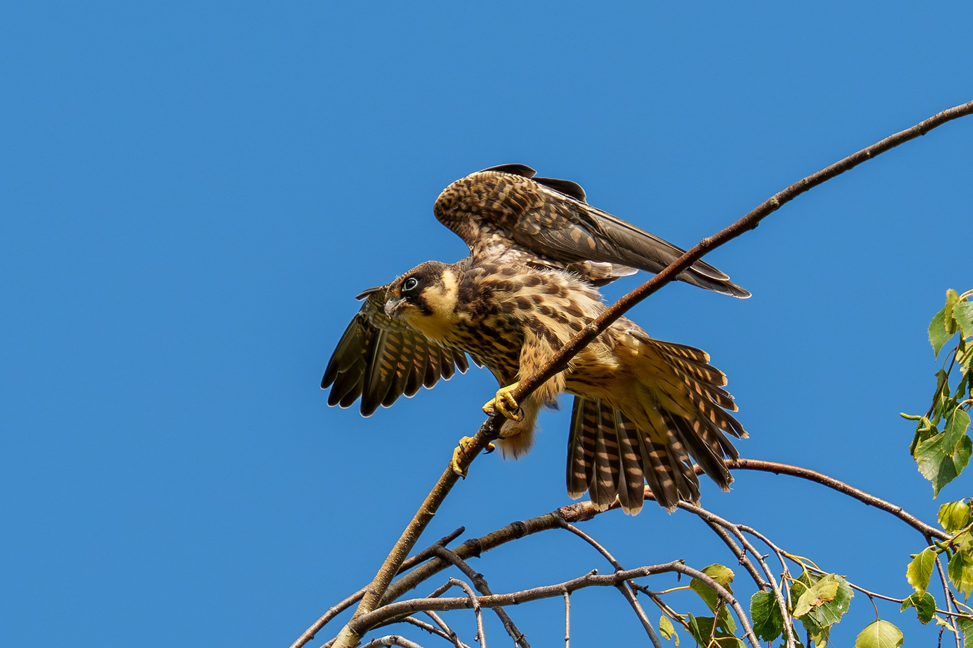 Удивительные мир птиц. Вокруг нас столько прекрасного — присмотритесь!. Ваш личный фотограф Марина Волкова