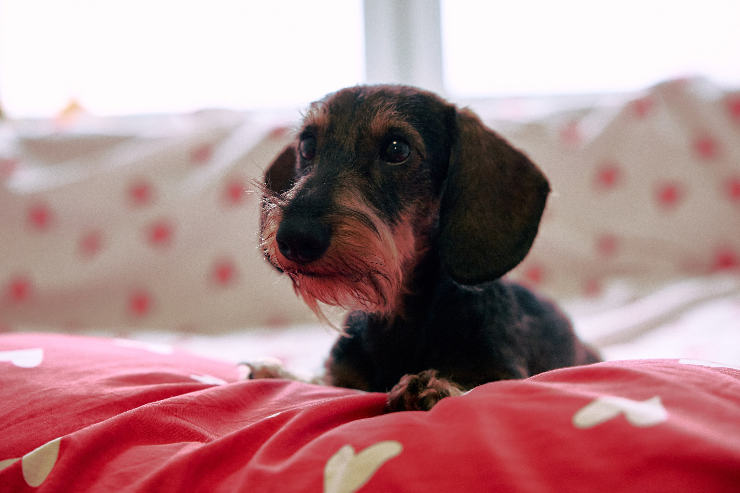 Фотосъёмка животных. Предметный и репортажный фотограф Алексей Кротов